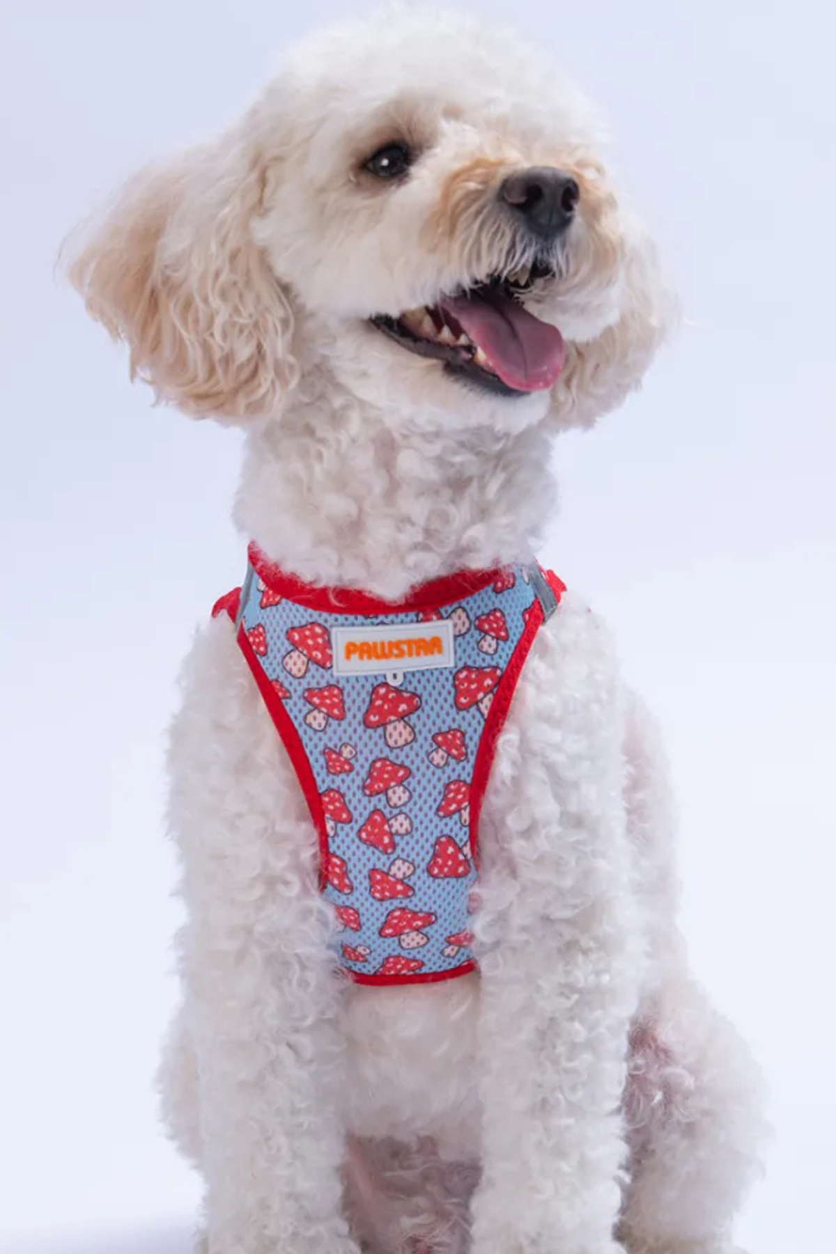 PawStar Mushroom  Köpek Göğüs Tasması 