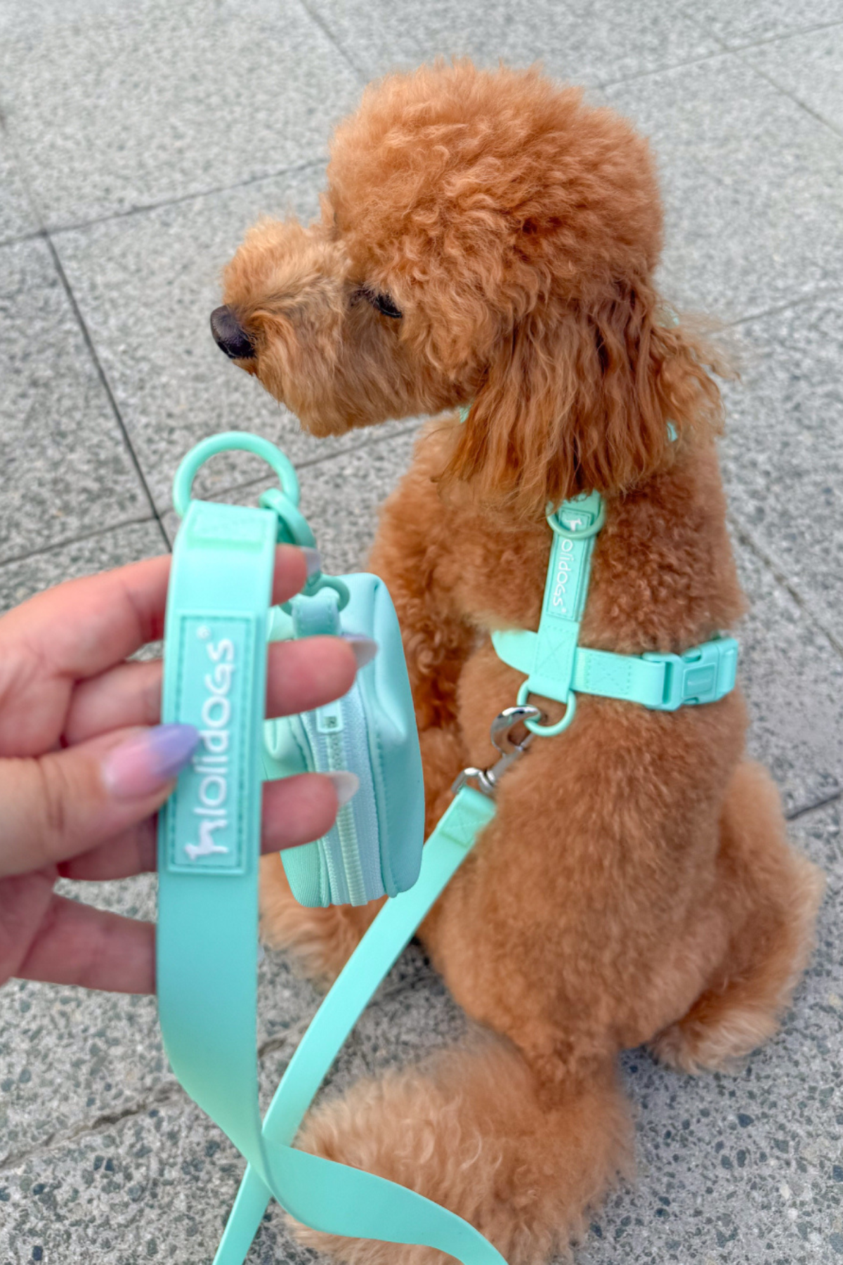 Lolidogs Dream Collection | Köpek Göğüs Tasması Minty