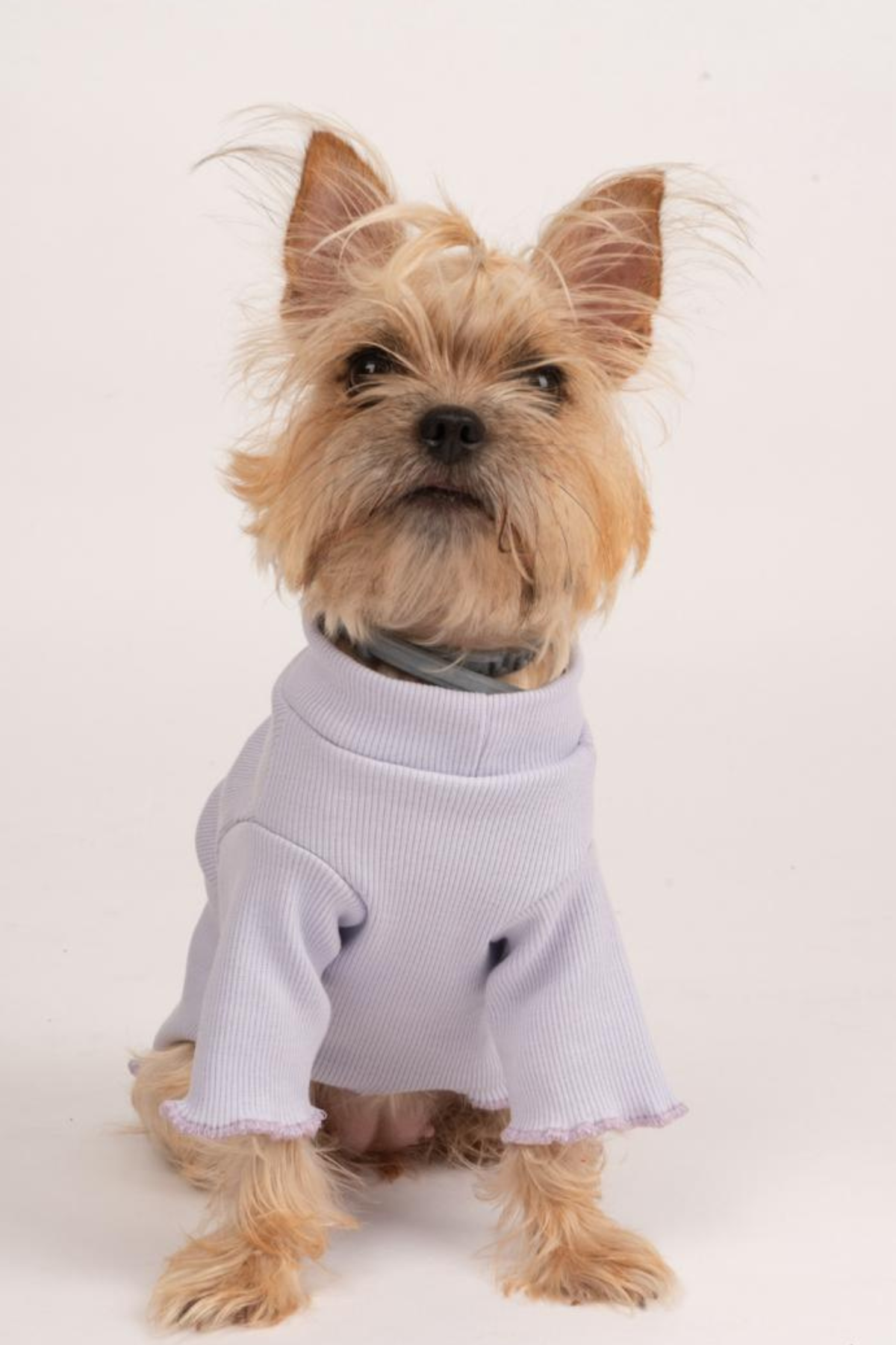 Doredog Lila Kaşkorse Tshirt