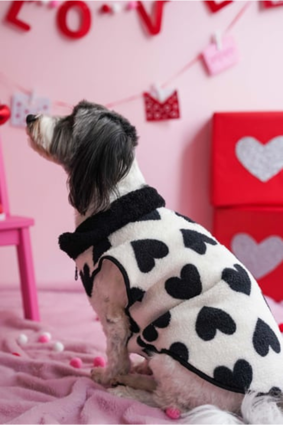 Lolidogs Köpek Ceketi | Noir