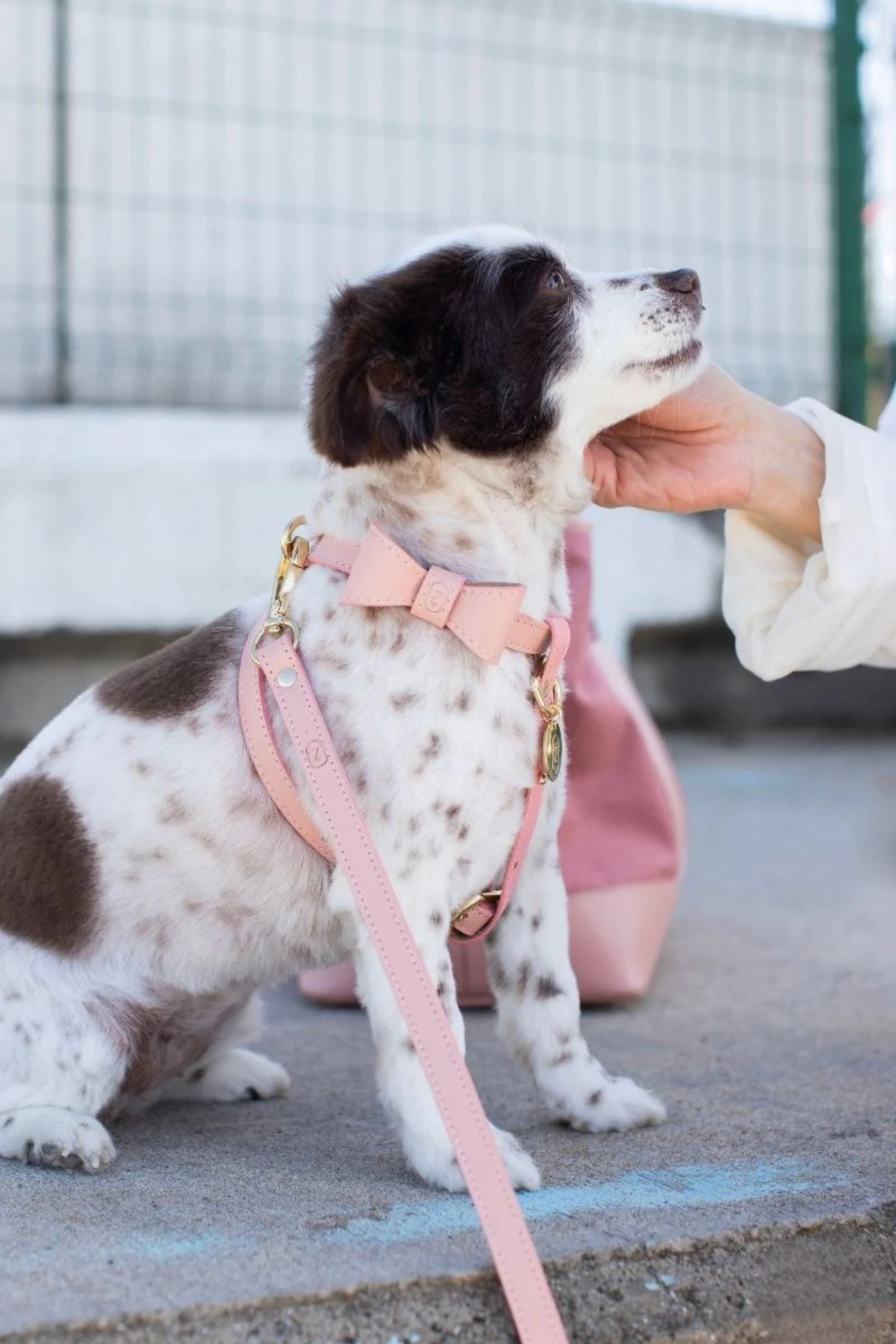 Zoe Pet Atelier Çarpraz Göğüs Tasması - Pudra Pembe
