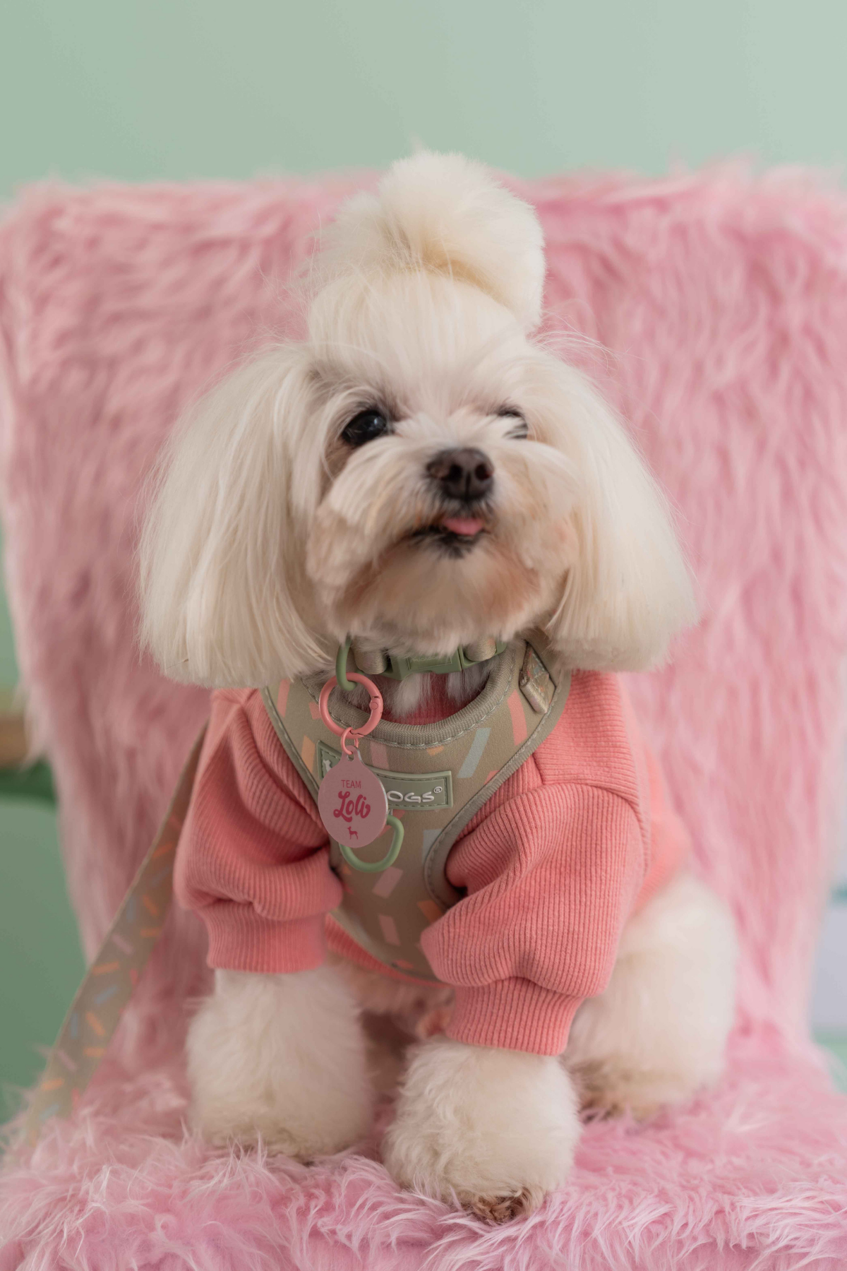  Lolidogs Köpek Göğüs Tasması ve Kayış Seti | Sprinkle