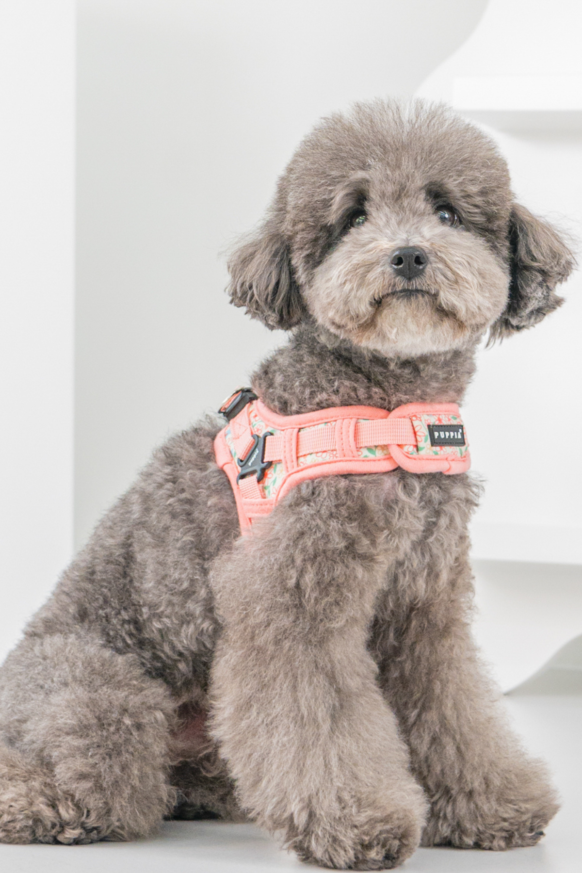 Lilac Harness X Köpek Göğüs Tasması Pembe 