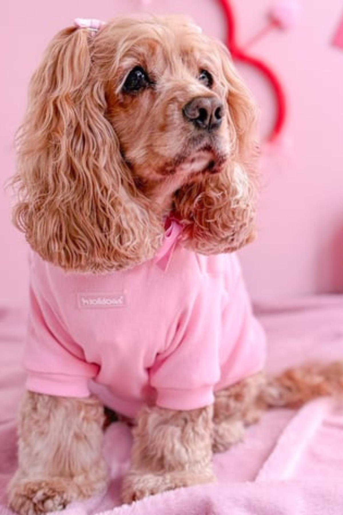 Lolidogs Basics | Cupid
