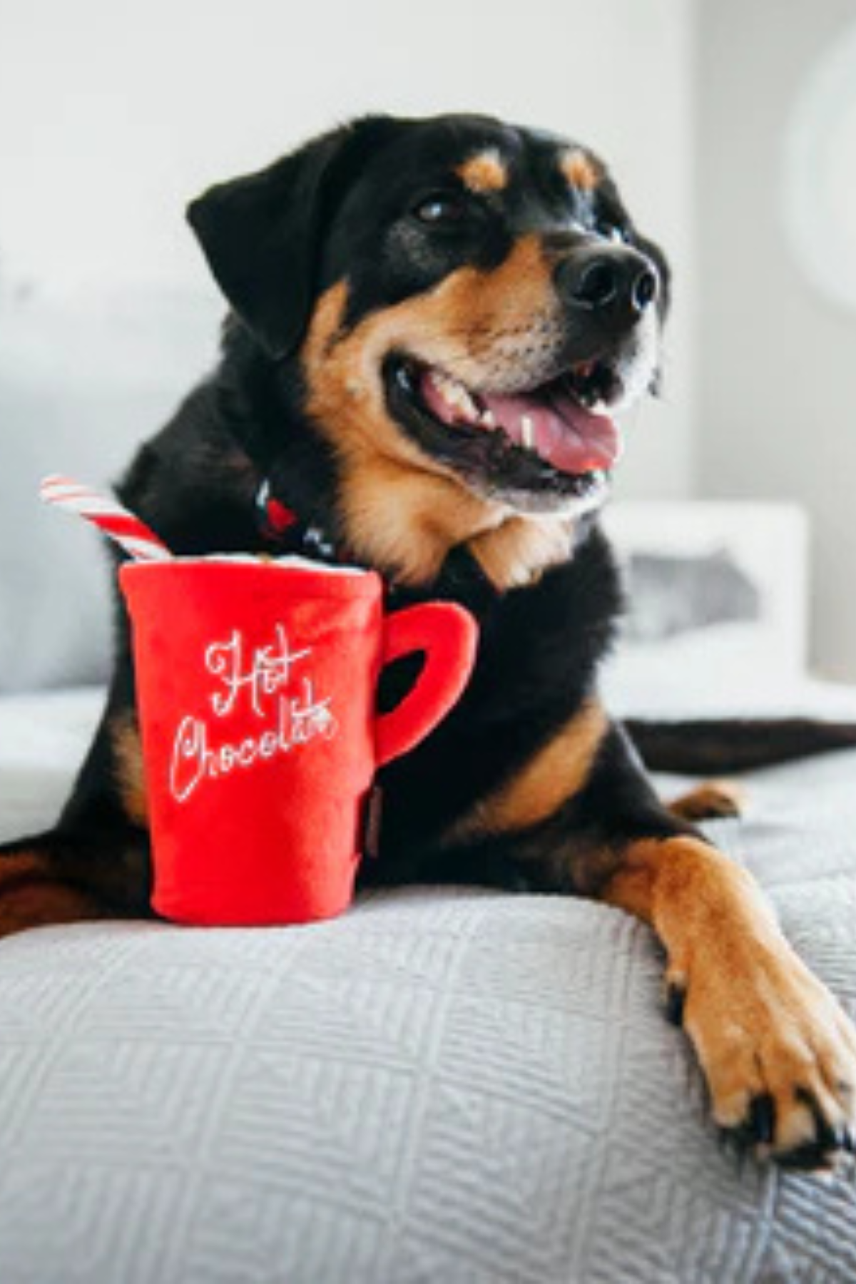 Play San Francisco Hot Chocolate Köpek Oyuncağı