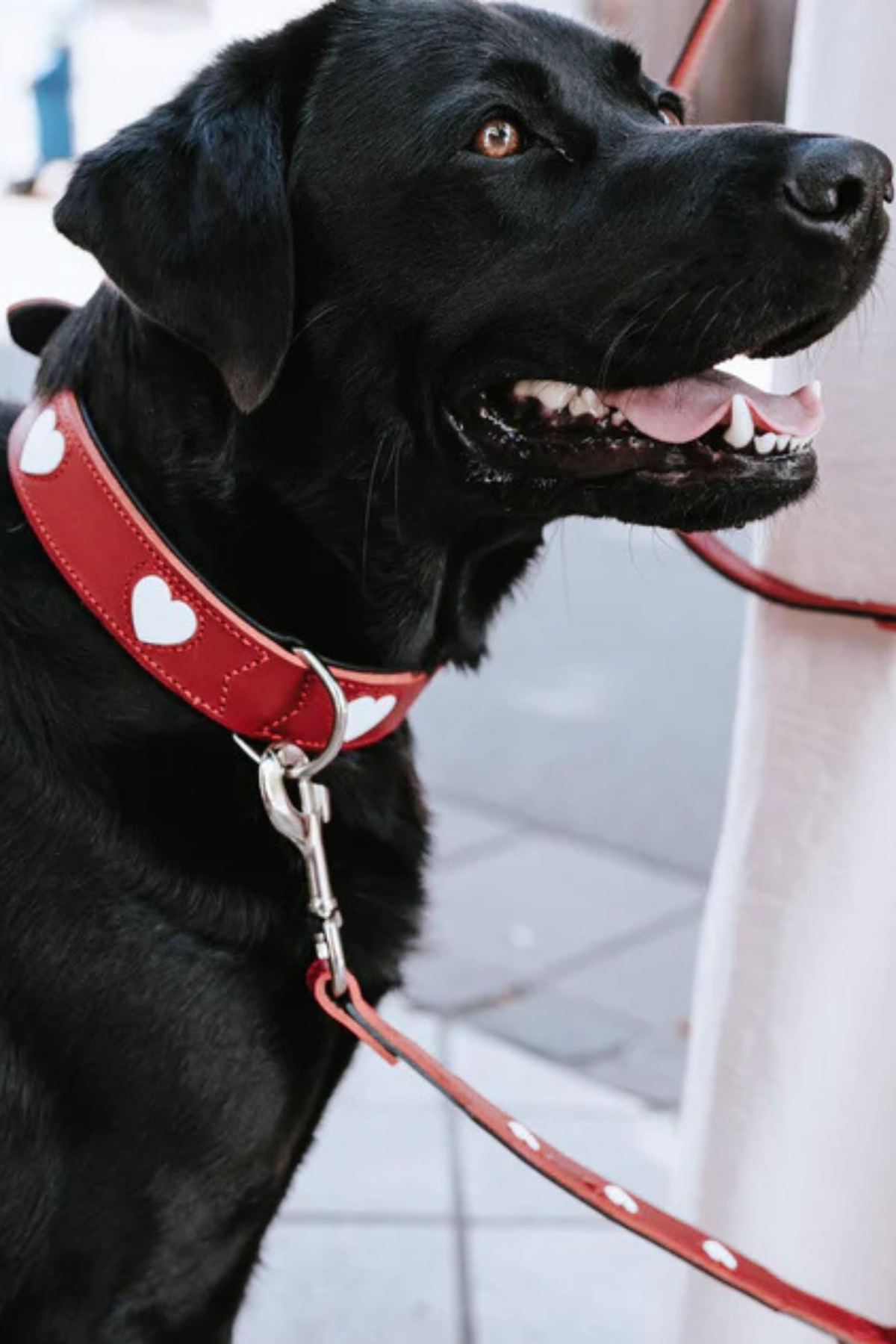 Hunter Love Köpek Boyun Tasması