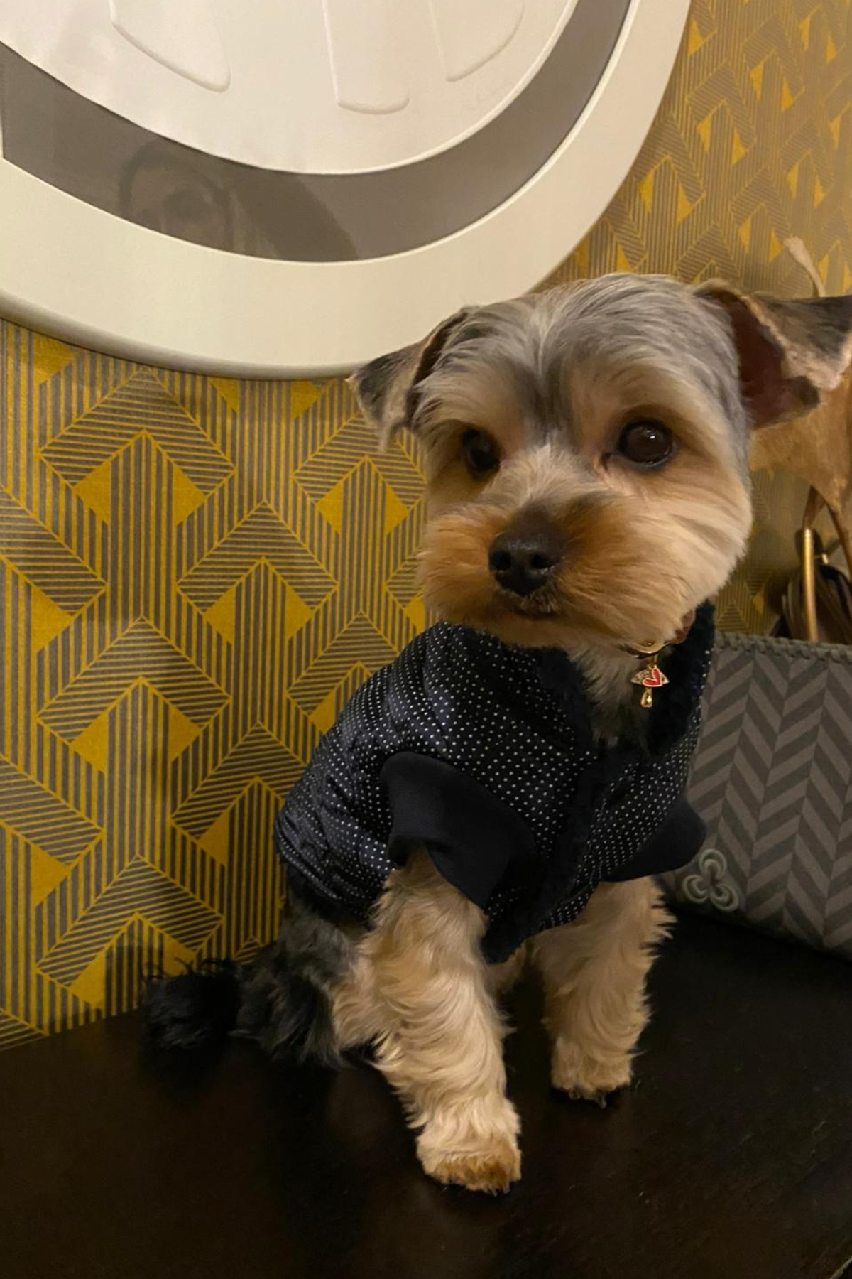 My Petit Paw Lacivert Puantiyeli Mont  