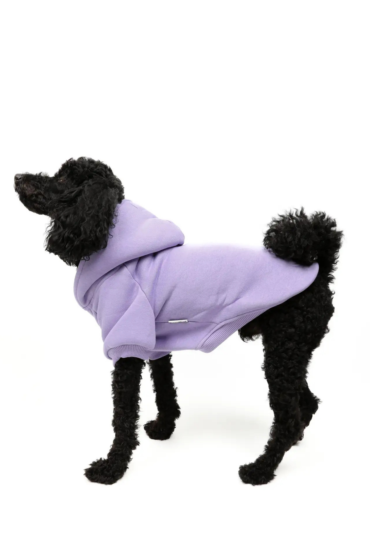 Goodboi Köpek Hoodie Lila