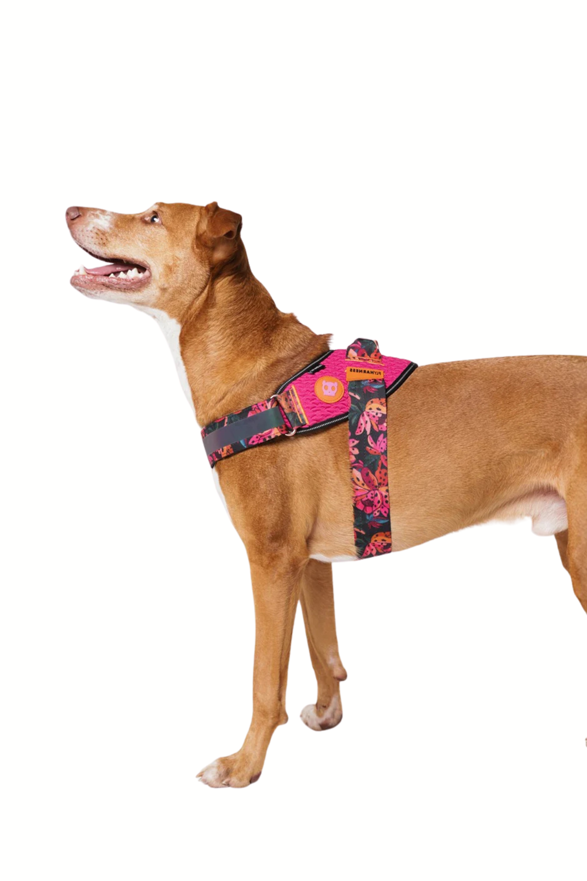 Zee.Dog Selva Flyharness Köpek Göğüs Tasması - FARM Rio