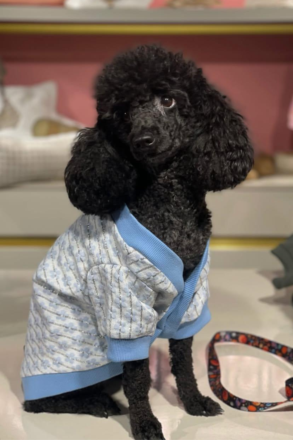 My Petit Paw Çiçekli Mavi Köpek Hırkası 