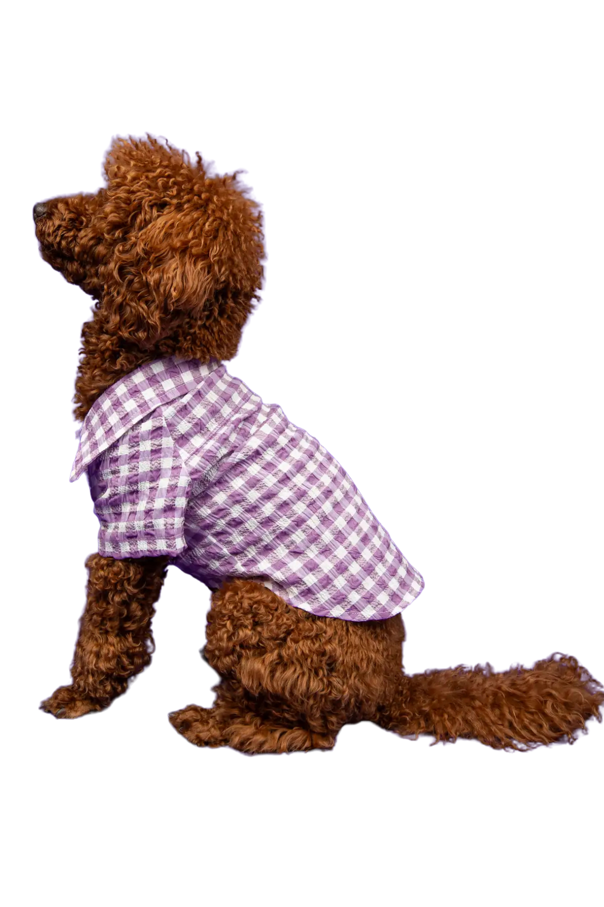 Goodboi Pötikareli Mor Gofre Gömlek