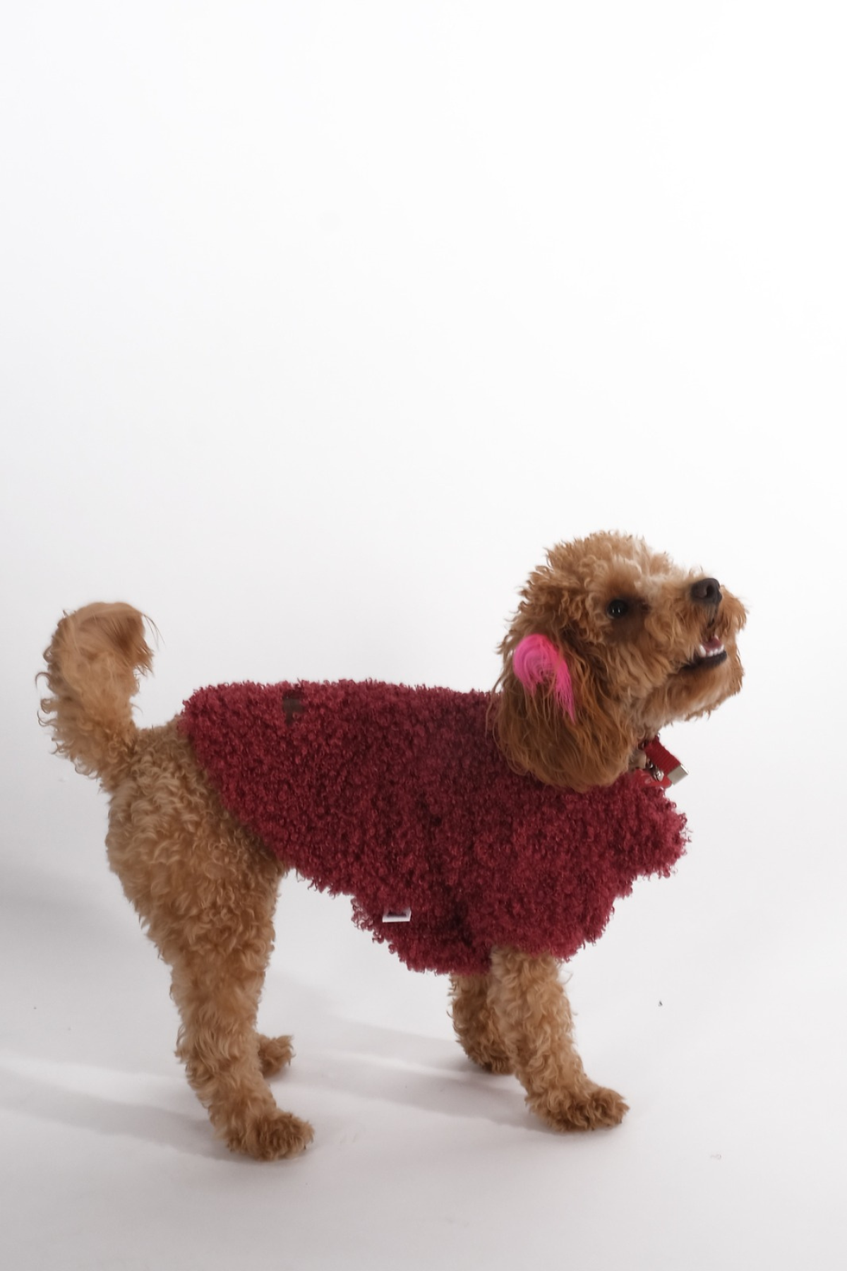 Doredog Kıvırcık Peluş Bordo Mont