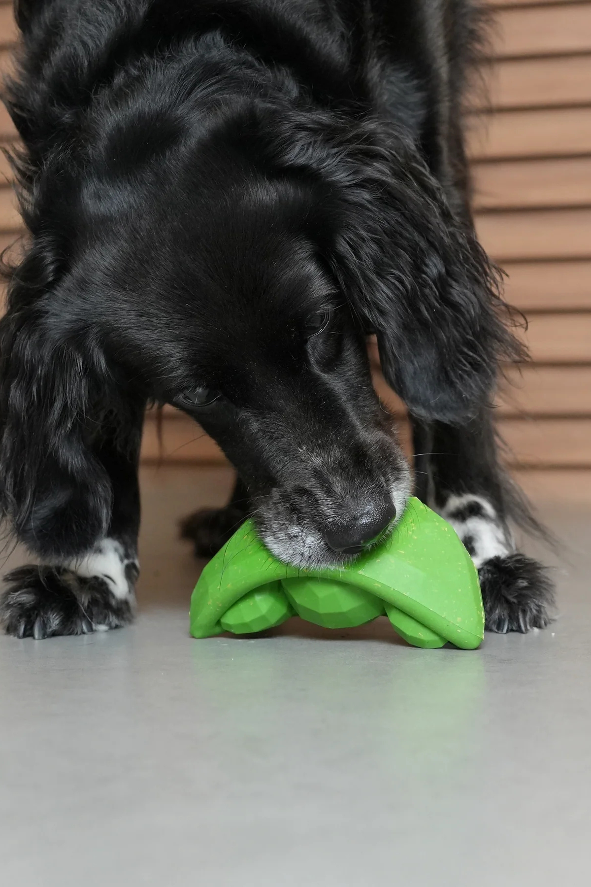 Zee.Dog | Super Veggıez Green Bean