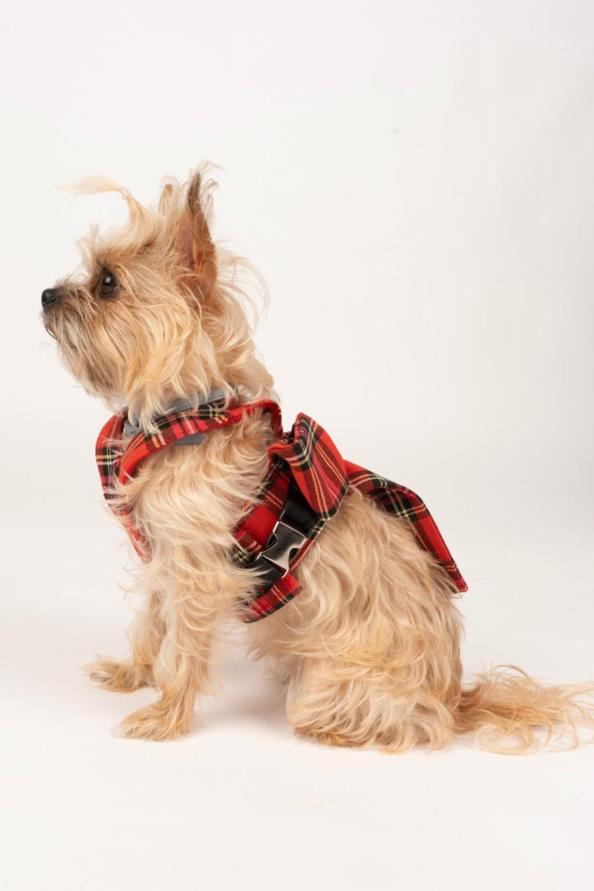 Doredog Fiyonklu Ekoseli Köpek Tasma 