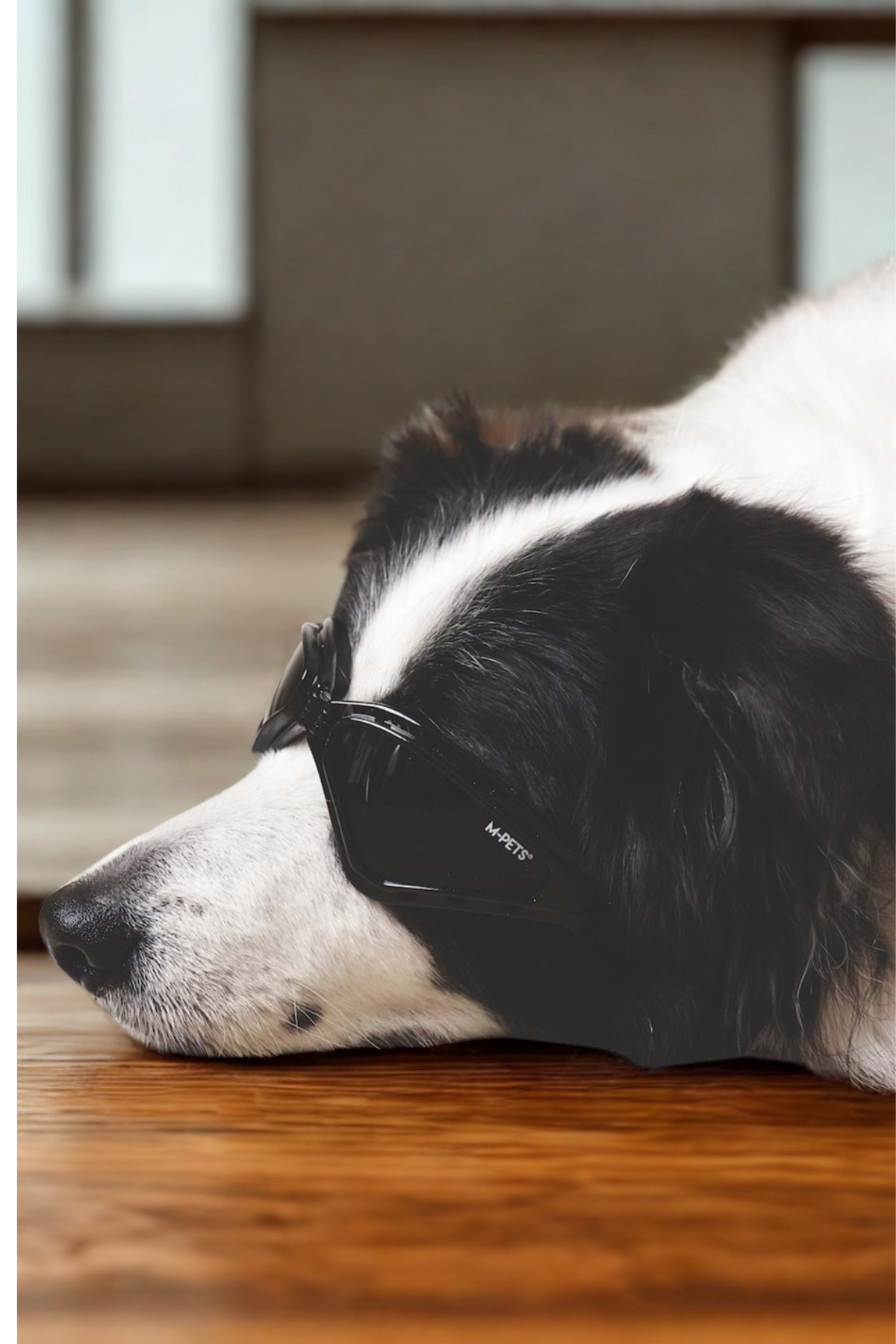 M-PETS Sunny Trailblazer Köpekler İçin Gözlük Black