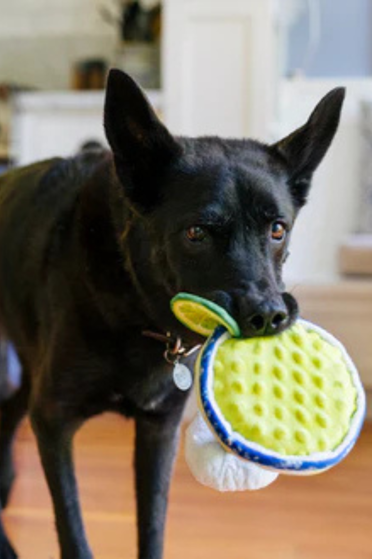 Play San Francisco Margarita Köpek Oyuncağı