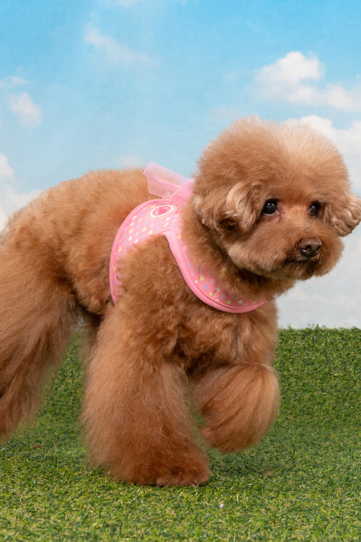Pinkaholic New York Mabel Harness Köpek Göğüs Tasması Pembe 