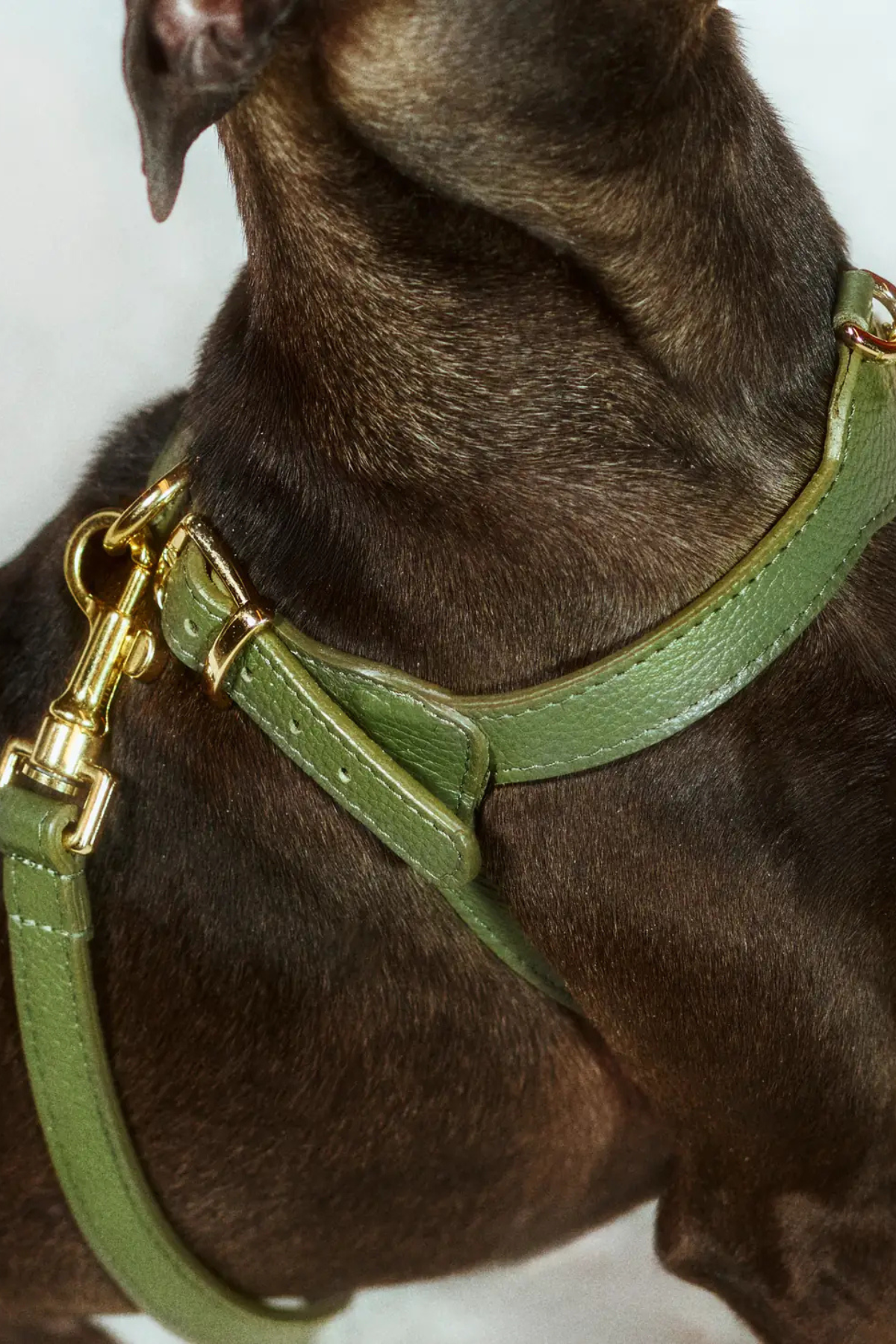 Lupinus Atelier Royale Viridis Köpek Göğüs Tasması