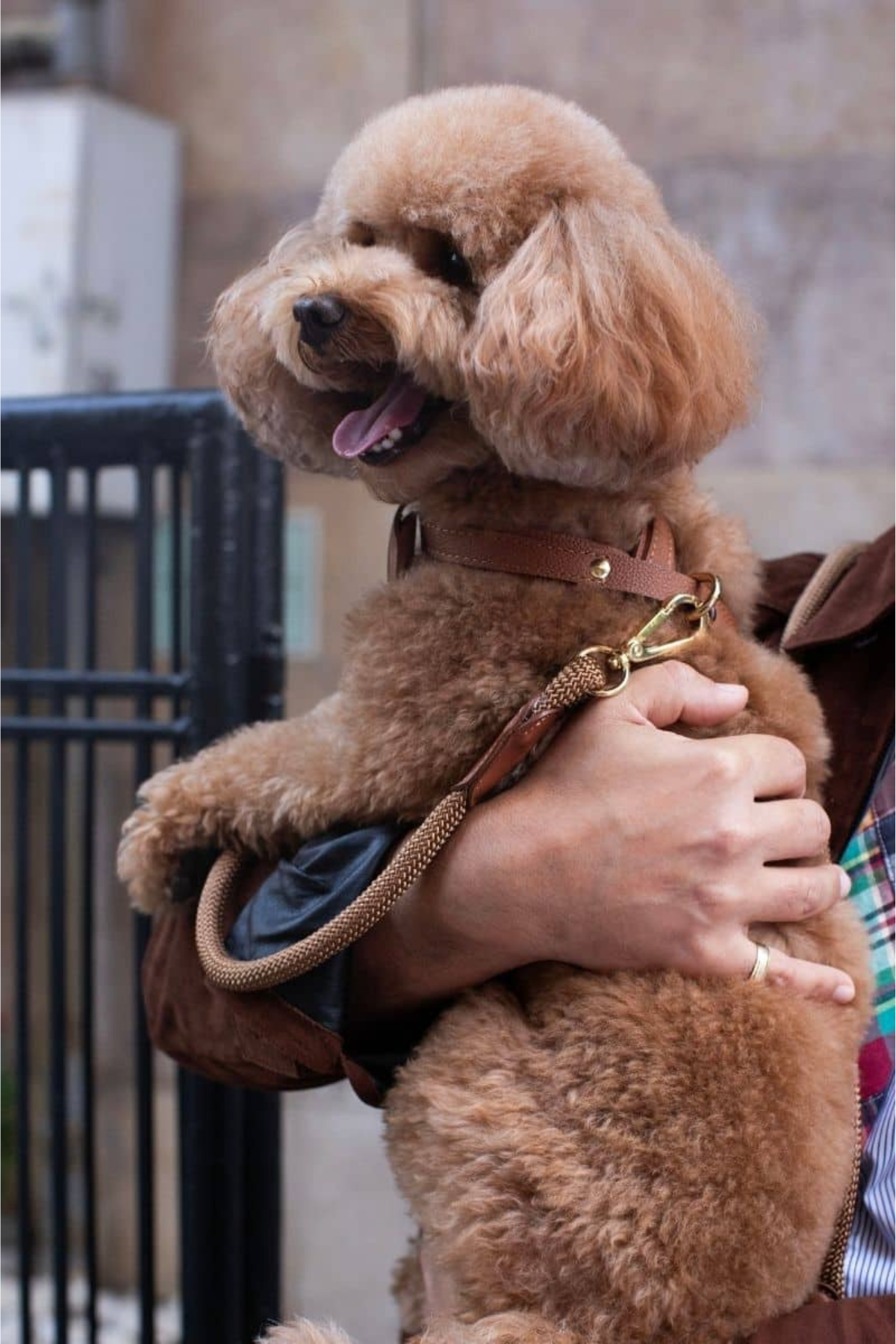 Zoe Pet Atelier New Cross Harness Köpek Göğüs Tasması Konyak