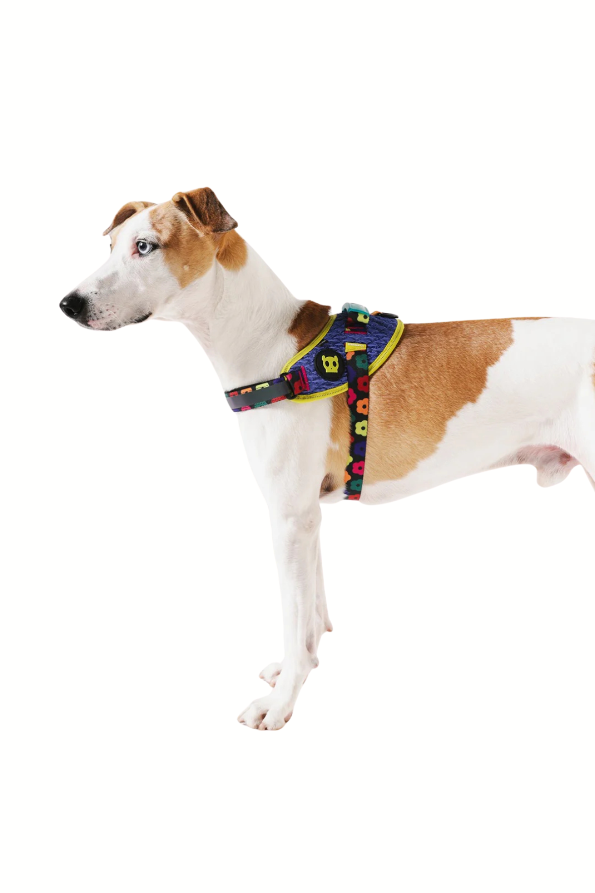 Zee.Dog Samba Flyharness Köpek Göğüs Tasması - FARM Rio