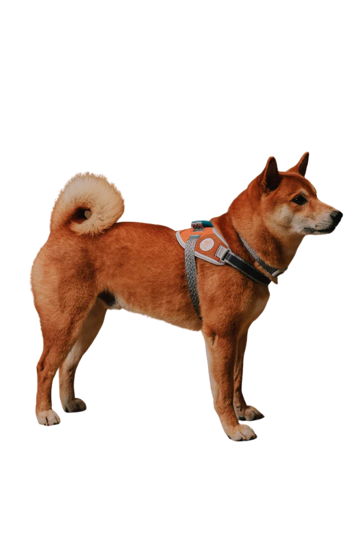 Zee.Dog Reebok x Zee.Dog Suede FlyHarness Köpek Göğüs Tasması