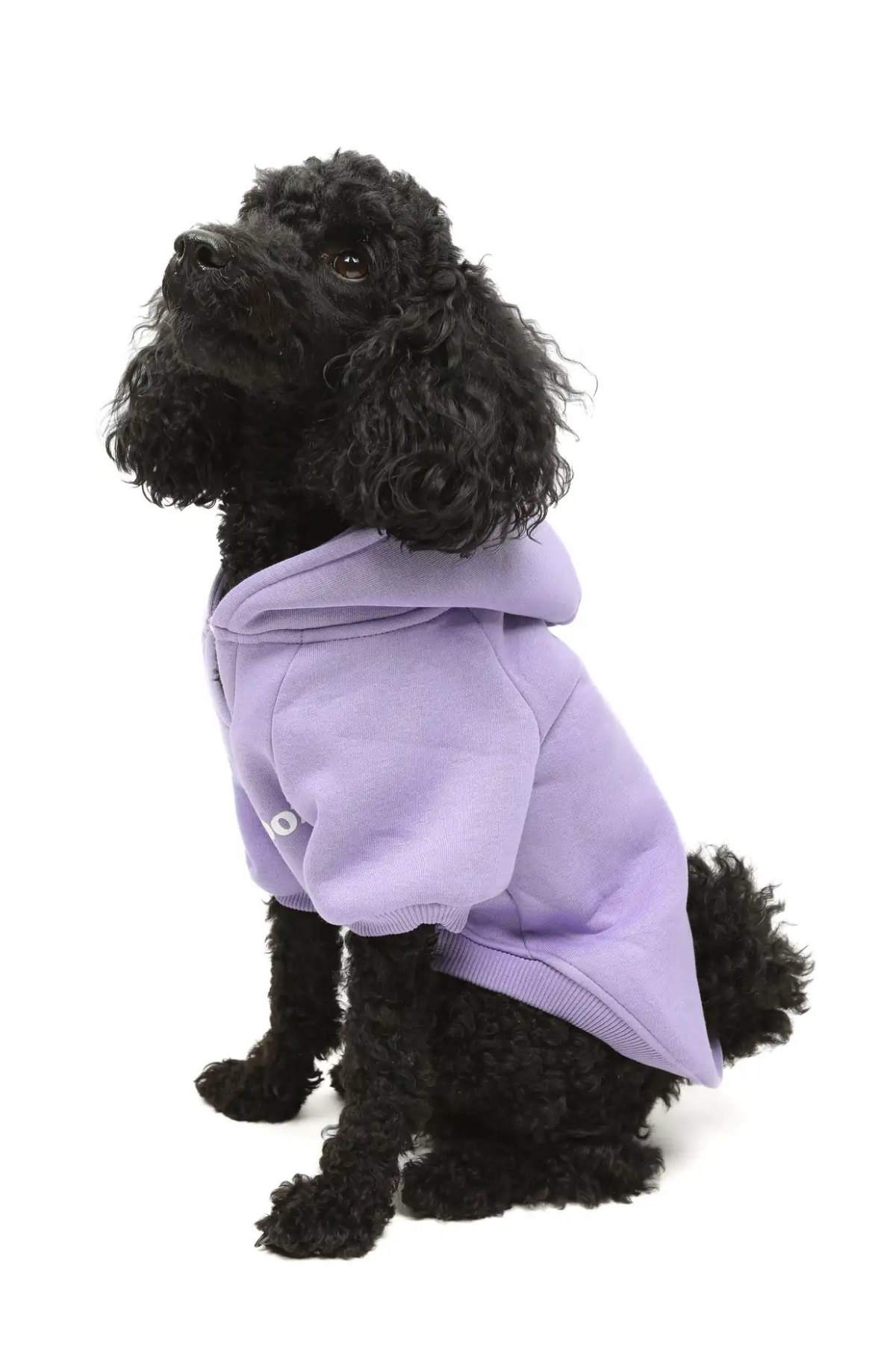 Goodboi Köpek Hoodie Lila