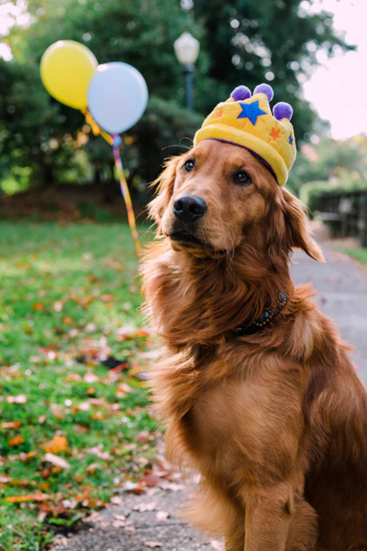 Play San Francisco Canine Crown Köpek Oyuncağı