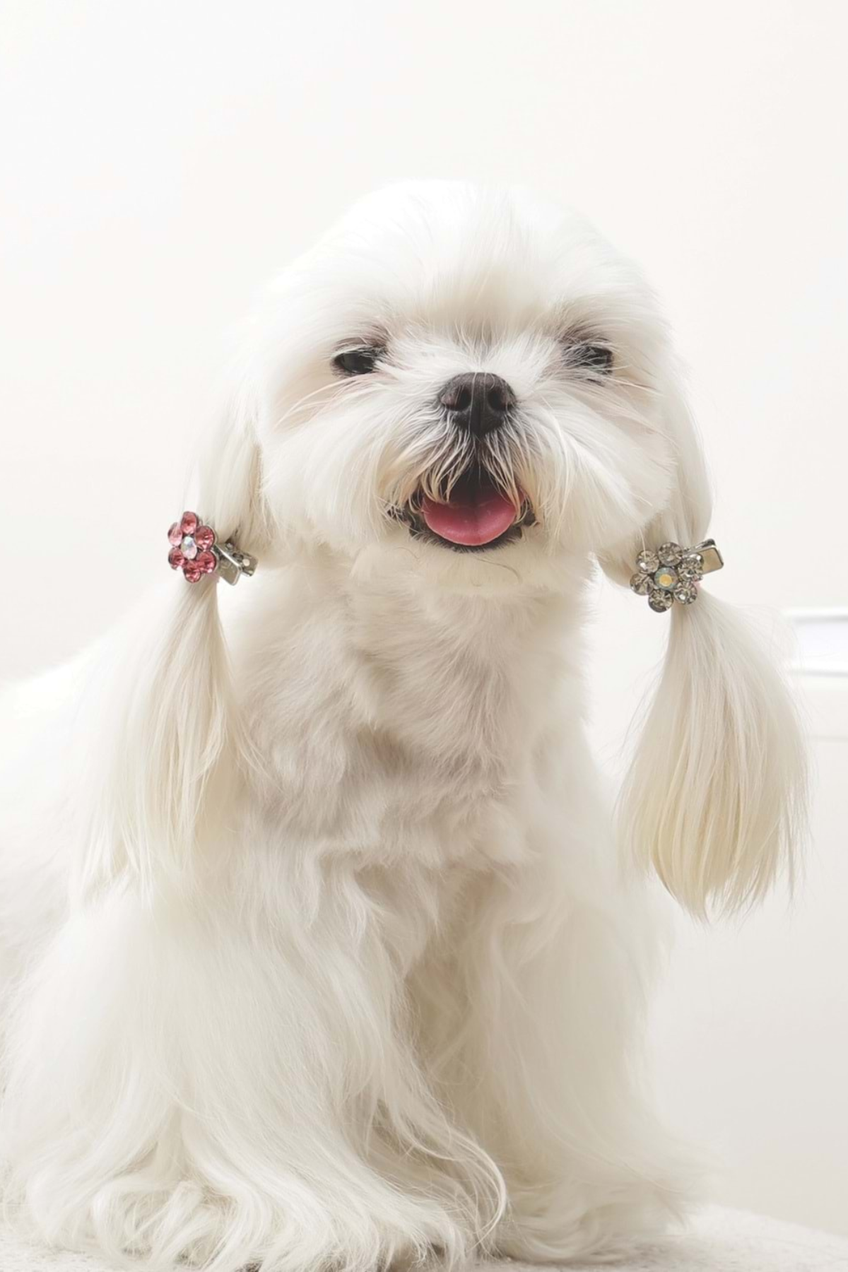 M-PETS GLAM KÖPEKLER İÇİN AKSESUAR TOKA PİNK/WHİTE