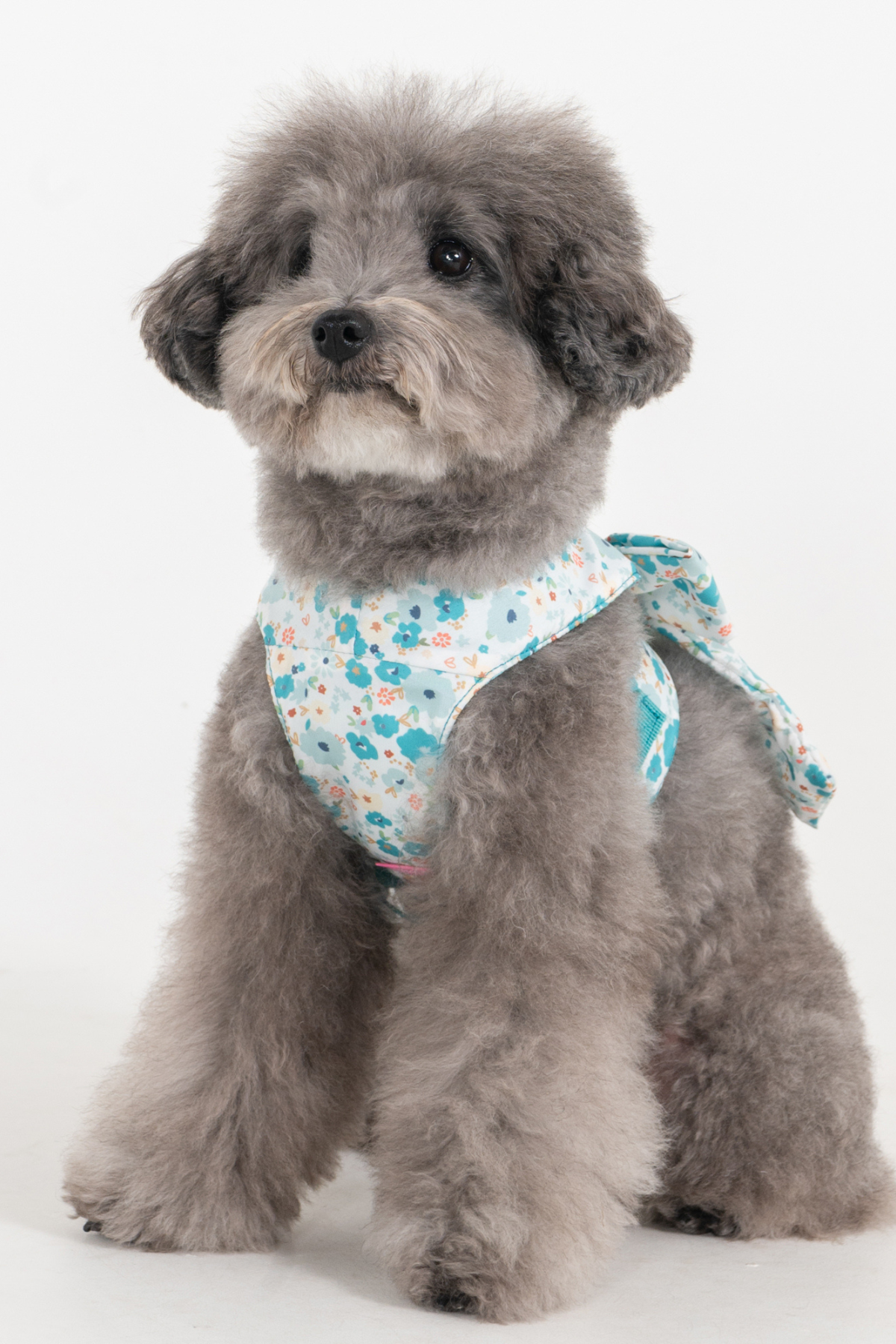 Pinkaholic New York Amabel Harness Köpek Göğüs Tasması Mavi 