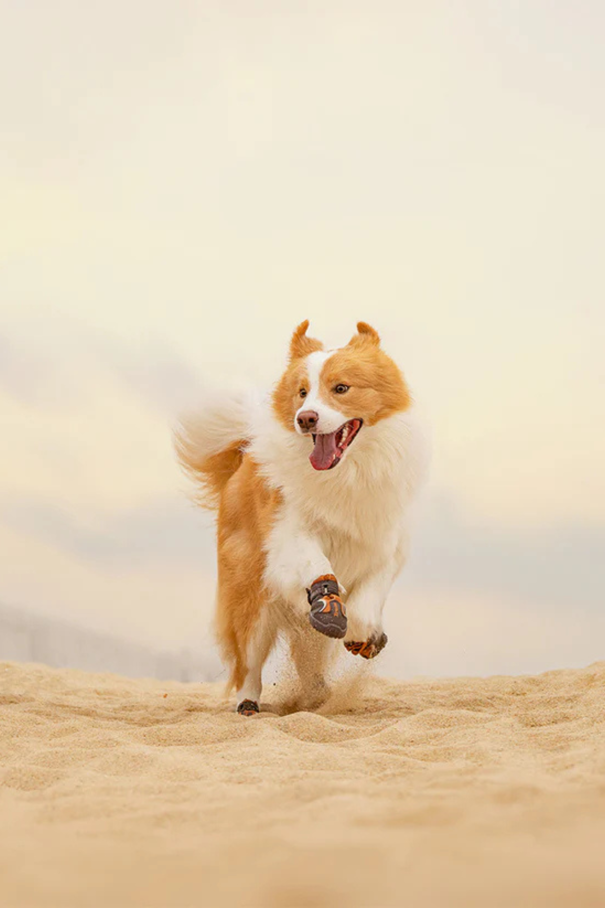 Truelove Köpek Ayakkabısı Kahverengi