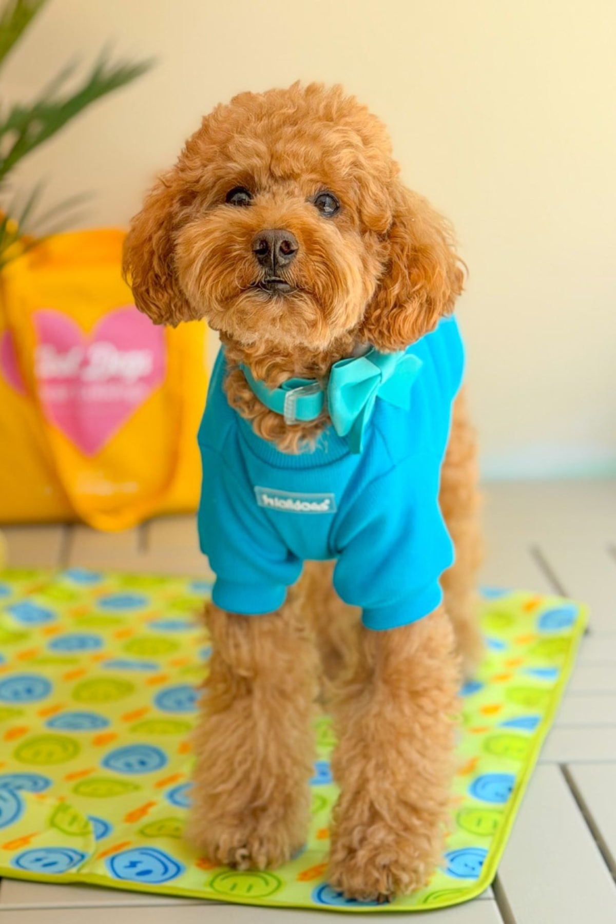 Lolidogs Köpek Travel Mat | Smiley