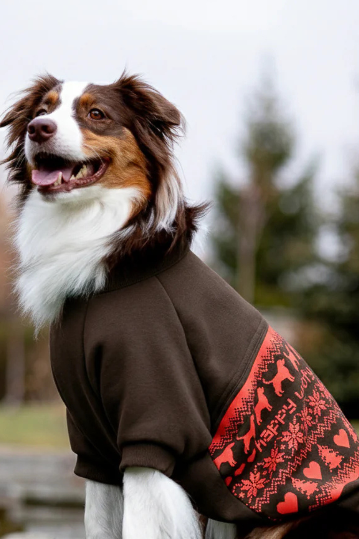 Asky and Erd Woofmas | Chestnut Classic Köpek Sweatshirt