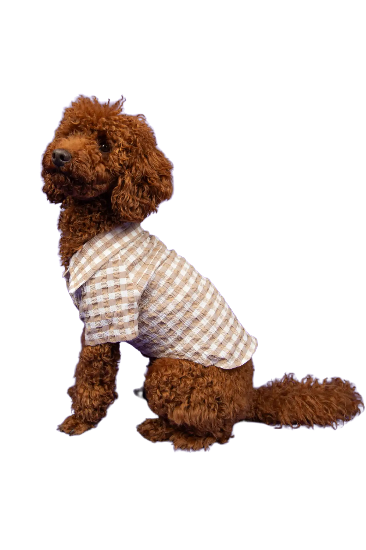 Goodboi Pötikareli Kahverengi Gofre Gömlek