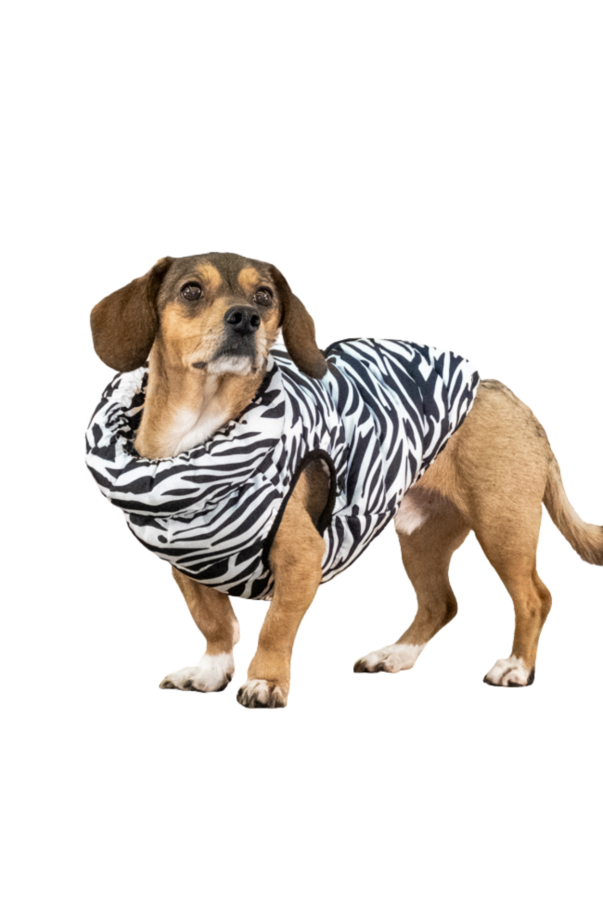 Puppia Wild Puffer Vest - Siyah Köpek Montu