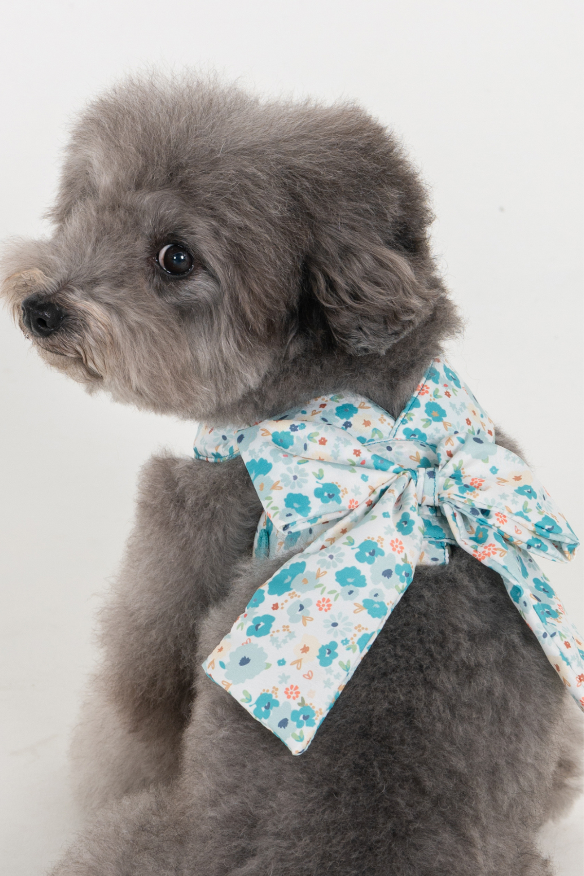 Pinkaholic New York Amabel Harness Köpek Göğüs Tasması Mavi 