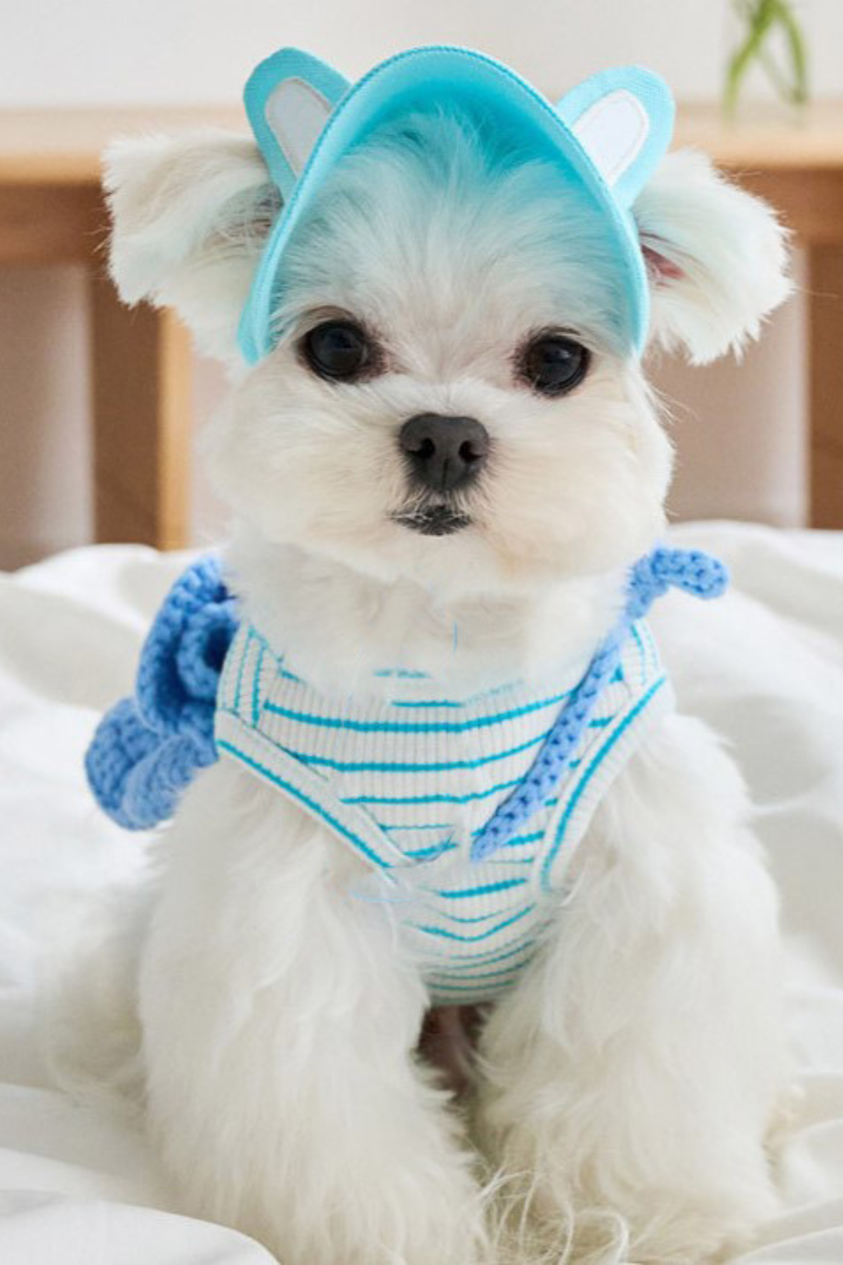 DolcePets Tavşan Kulaklı Şapka - Mavi