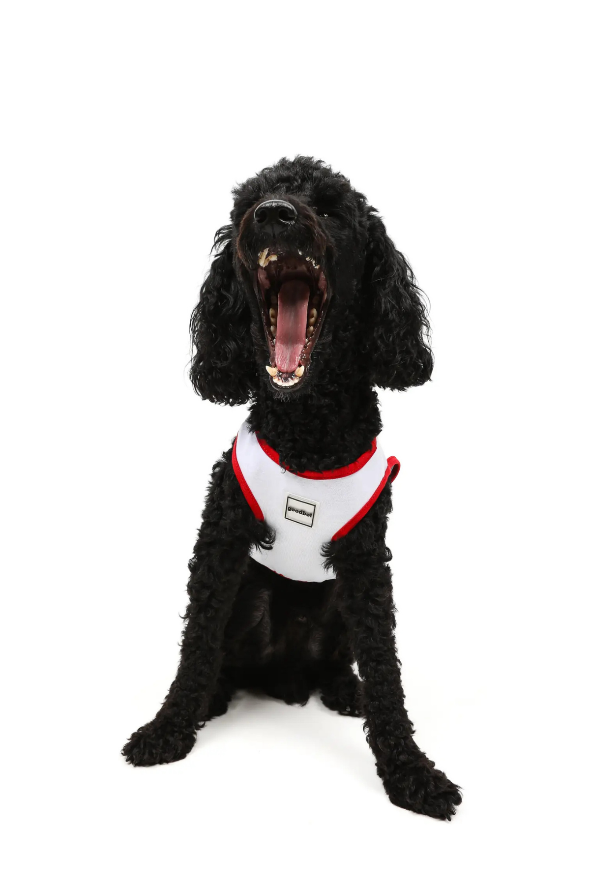 Goodboi Need Money For Porsche Atlet