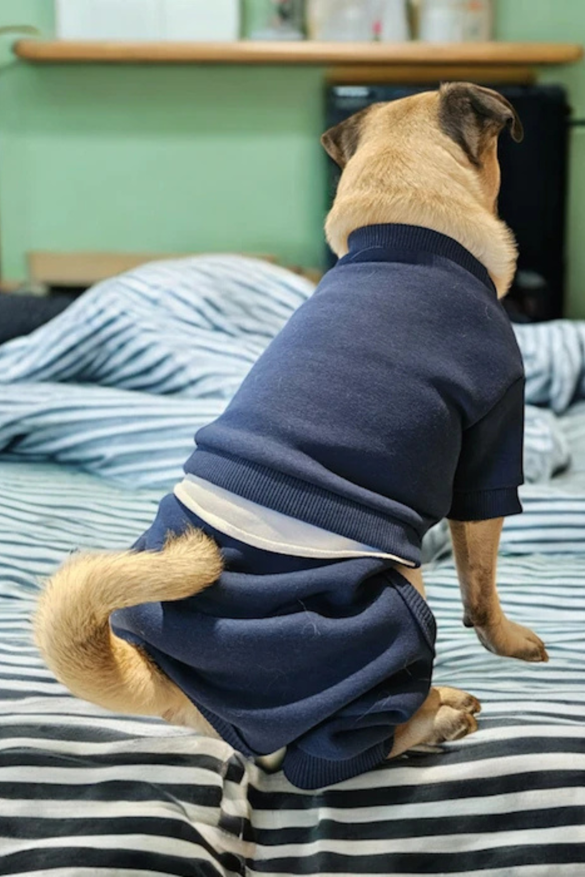 ZiggyDog Eşofman Takımı - Lacivert