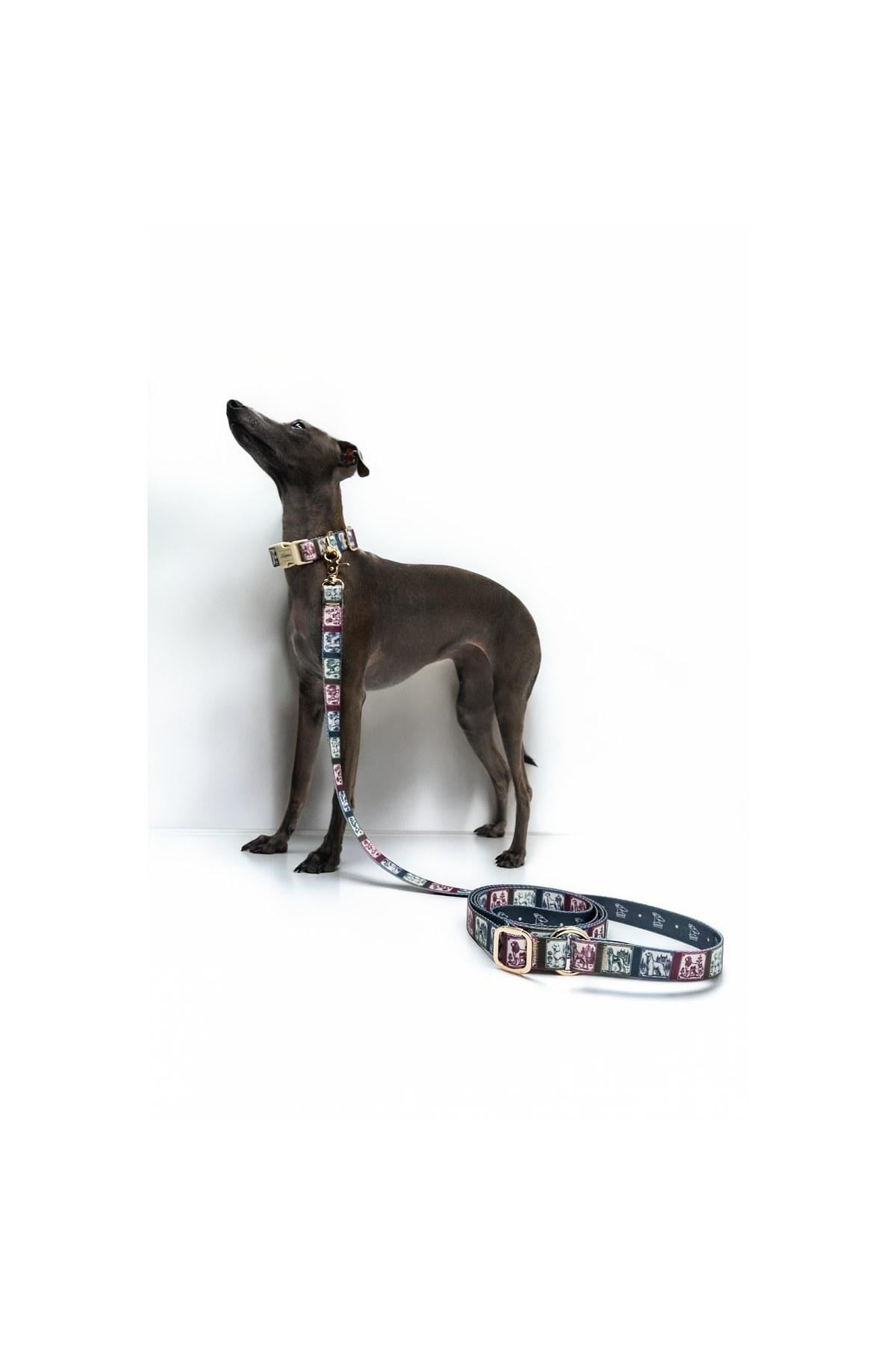 Lupinus Atelier Flexus Picta x Memoria Köpek Gezdirme Kayışı
