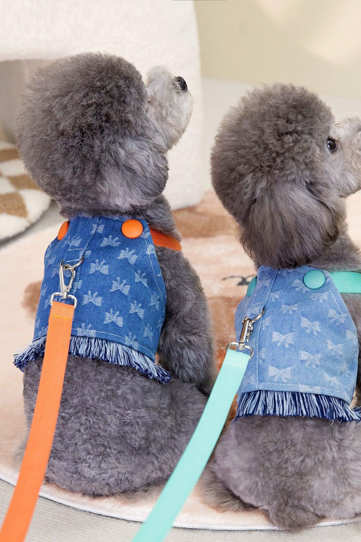 DolcePets kot turuncu detaylı tasma