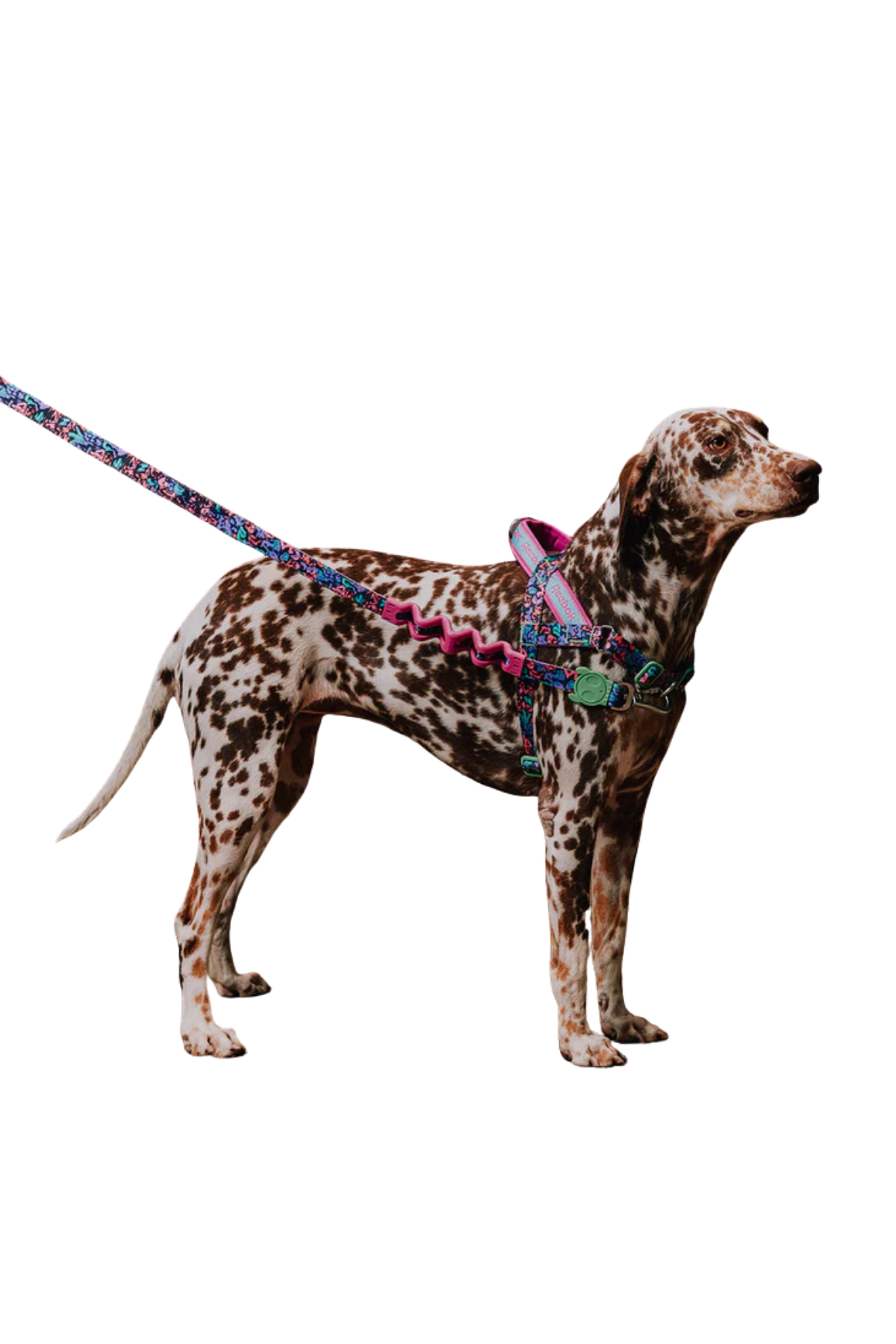 Zee.Dog Reebok x Zee.Dog Aerobic Softer Walk Göğüs Tasması