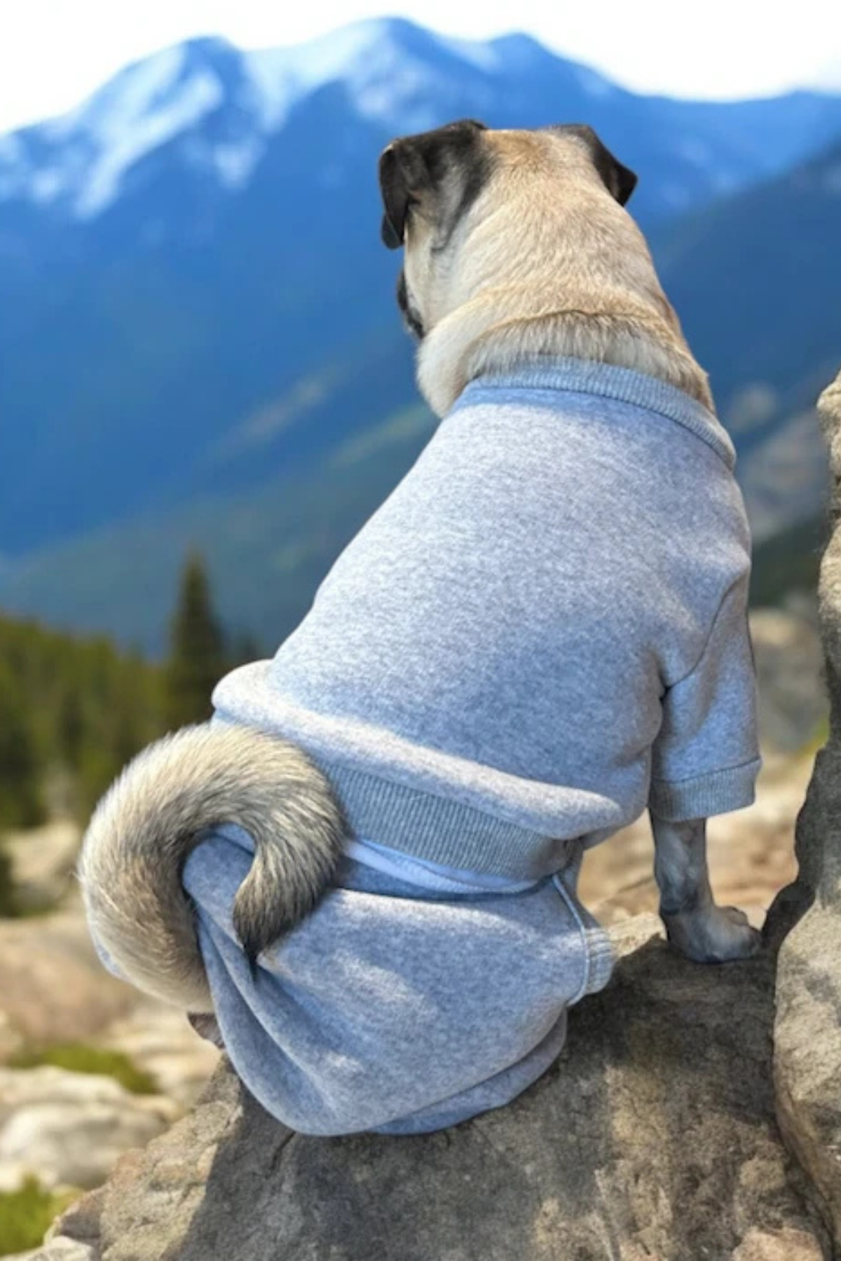 ZiggyDog Açık Gri Eşofman Takımı