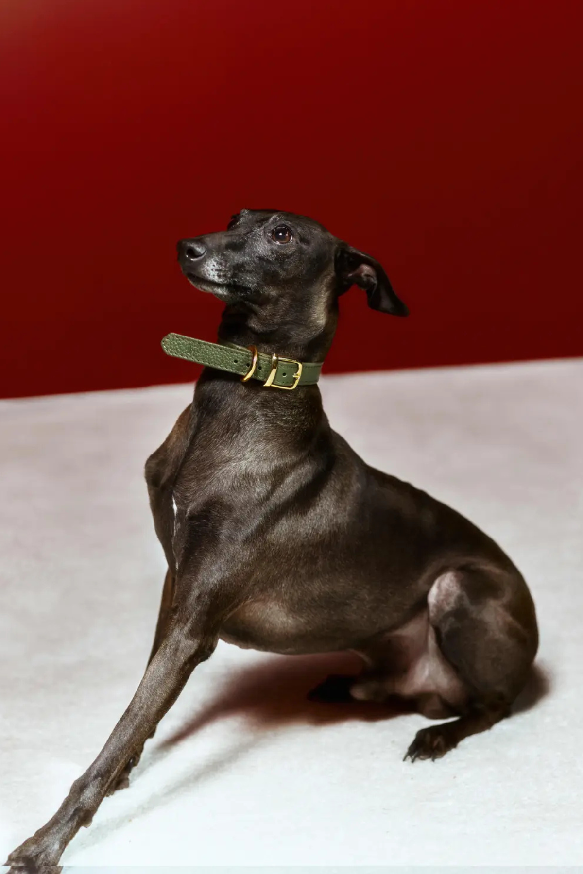 Lupinus Atelier Duke Viridis Köpek Boyun Tasması