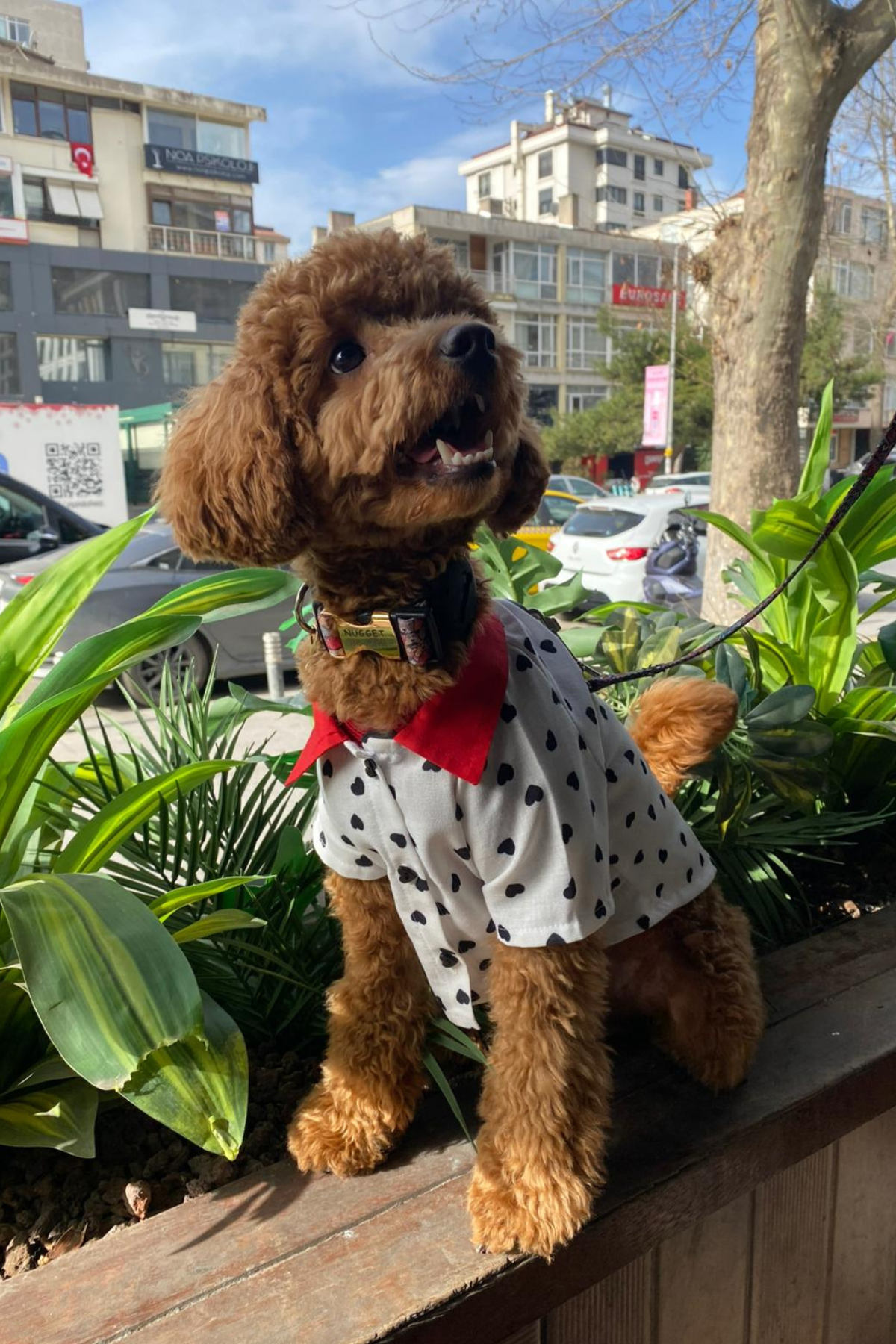 My Petit Paw Kalpli Gömlek 