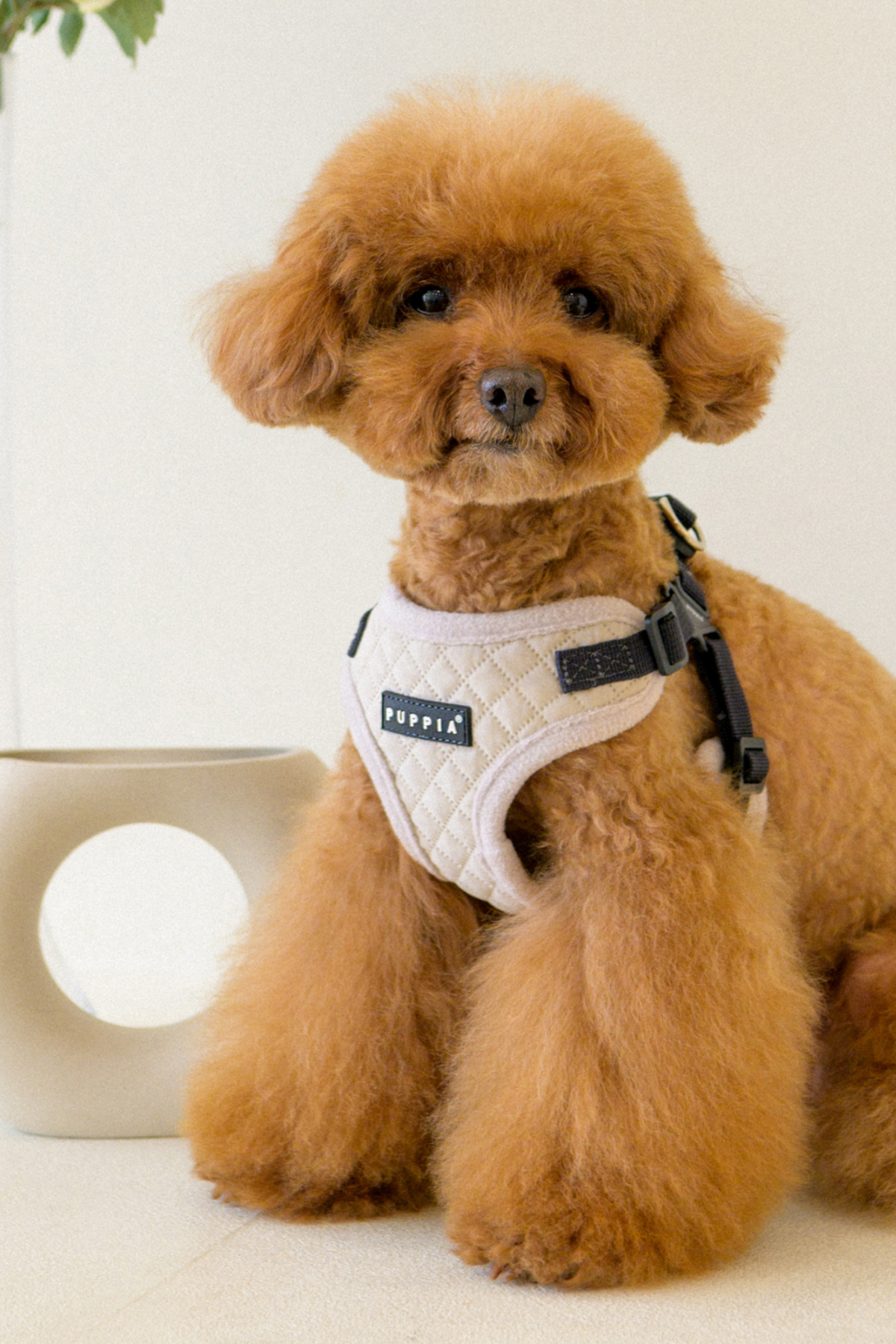 Irvin Harness C Köpek Göğüs Tasması Krem Rengi 