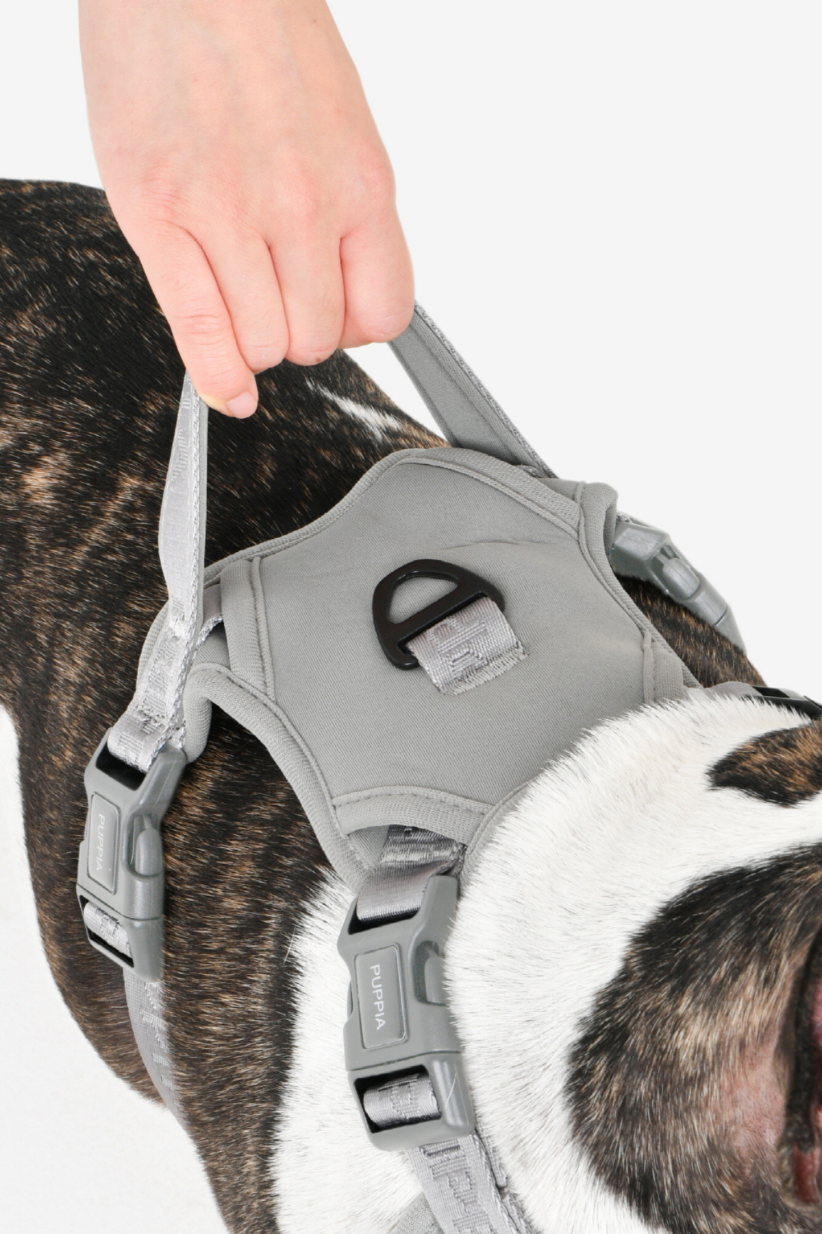 Jarek Harness H tipi Köpek Göğüs Tasması Gri 