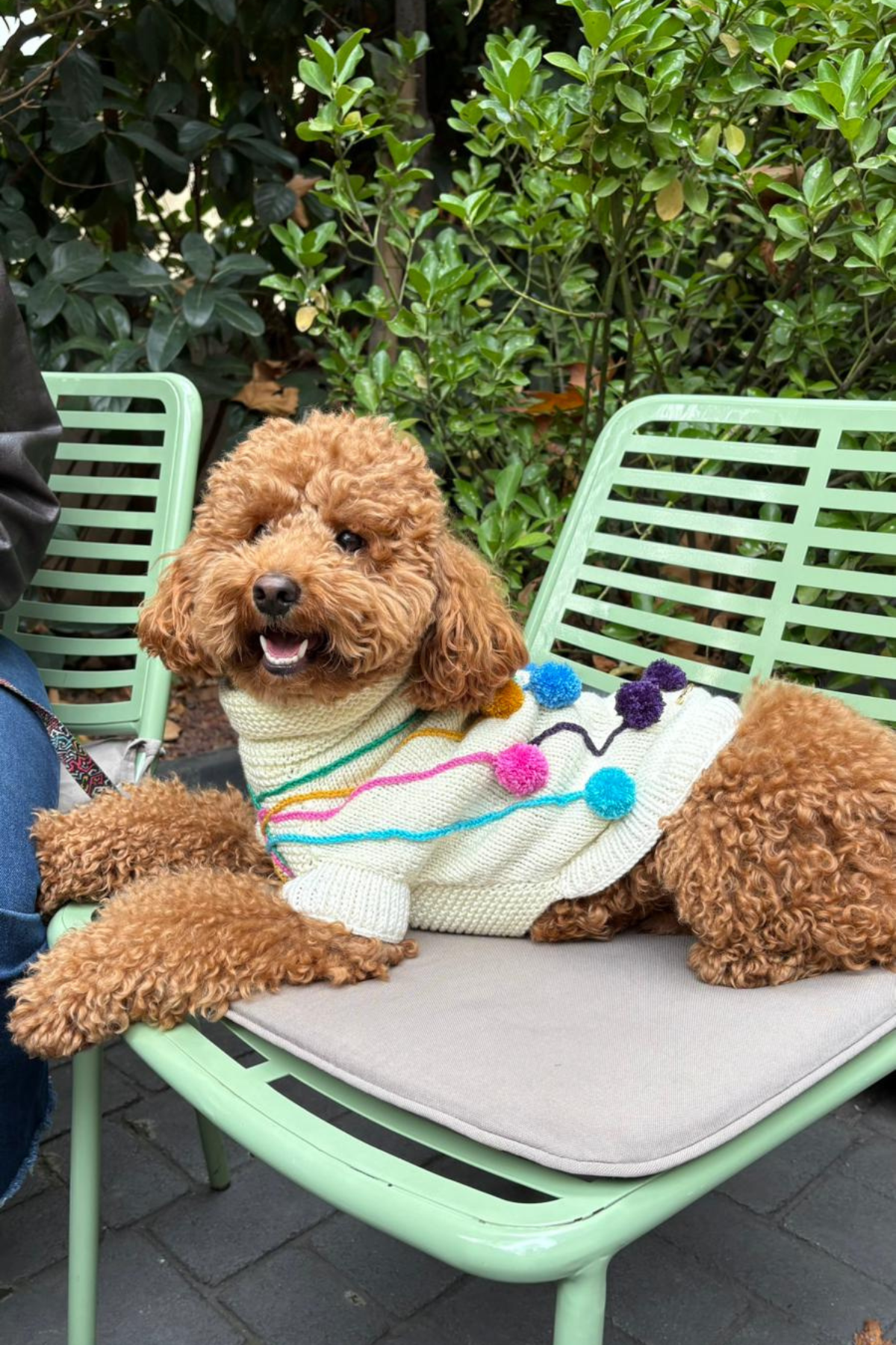 My Petit Paw Ponponlu Köpek Kazak