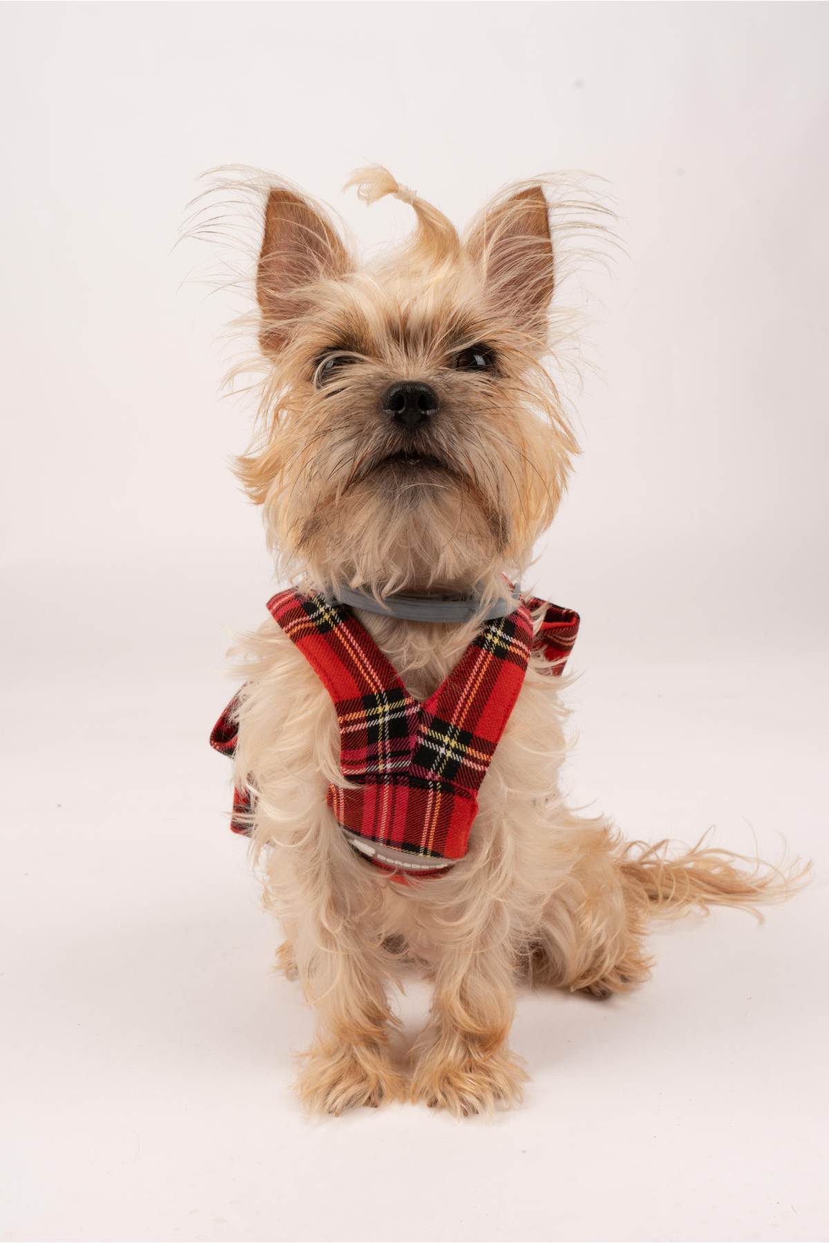 Doredog Fiyonklu Ekoseli Köpek Tasma 