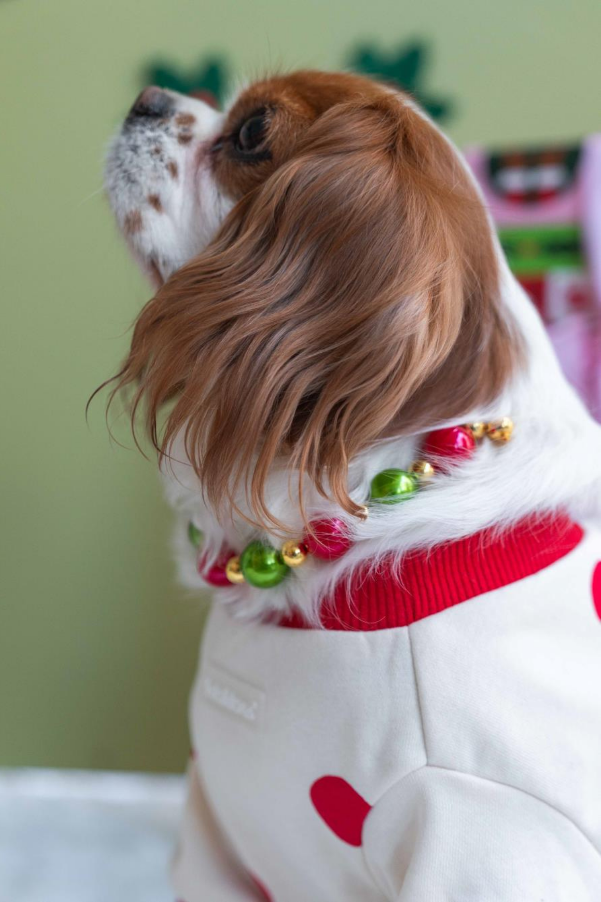 Lolidogs Köpek Kolyesi Xmas