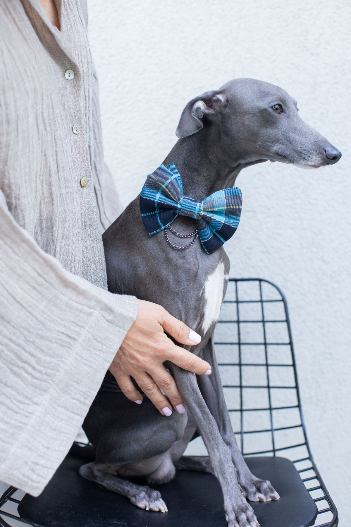 BCBC Pawty Dog Bow-Tie Mavi 